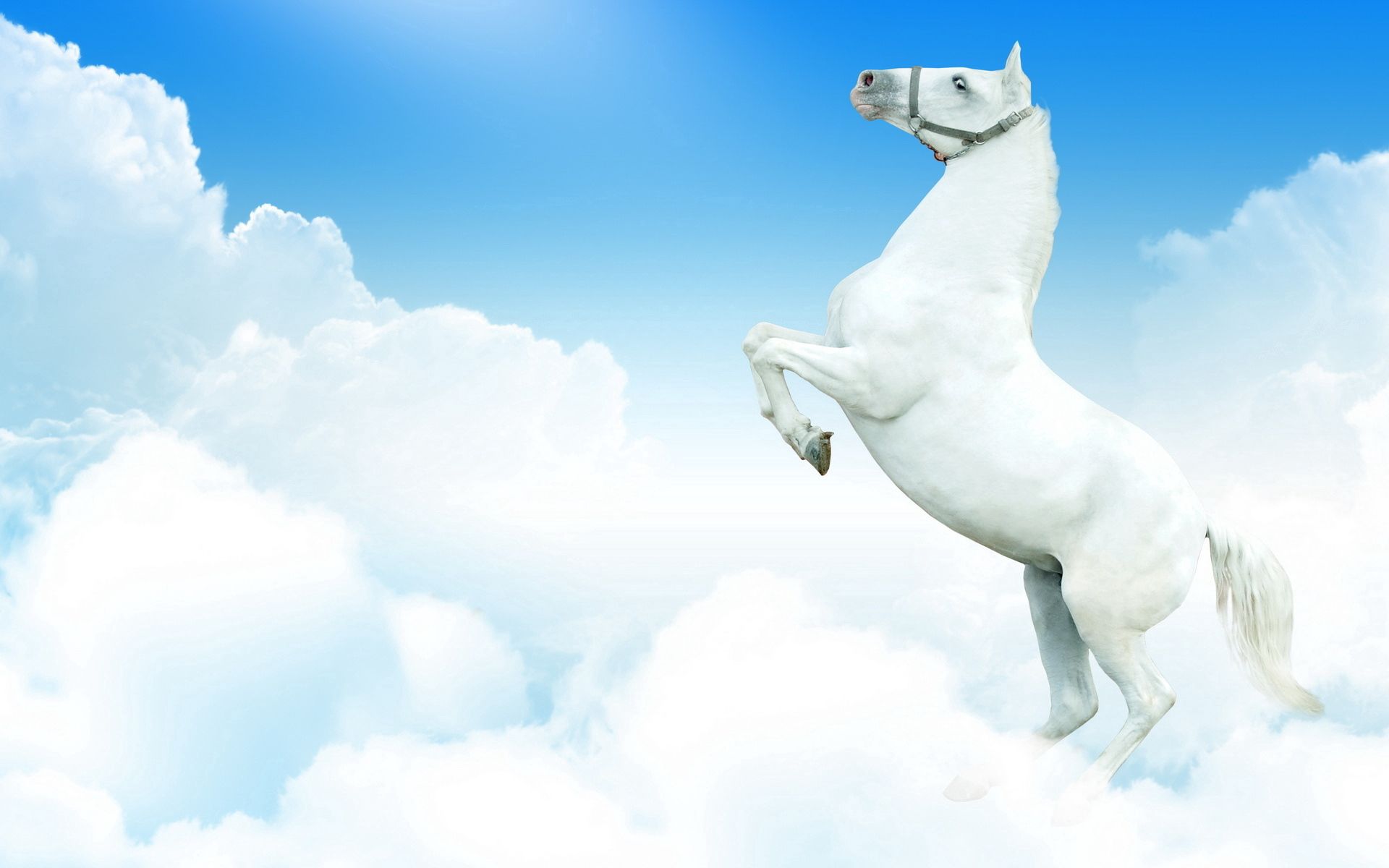 Скачать обои бесплатно Облака, Прыжок, Животные, Лошадь картинка на рабочий стол ПК