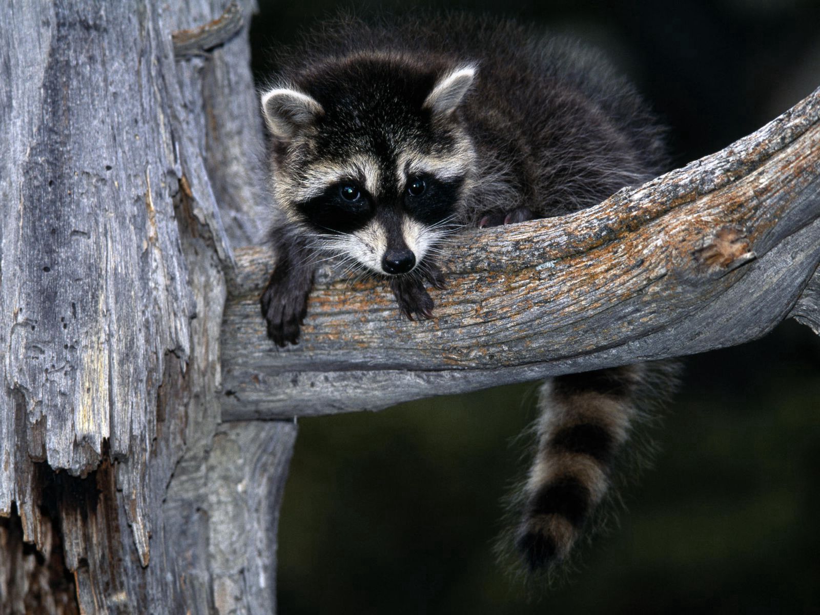 raccoon, animals, sit, branch, striped
