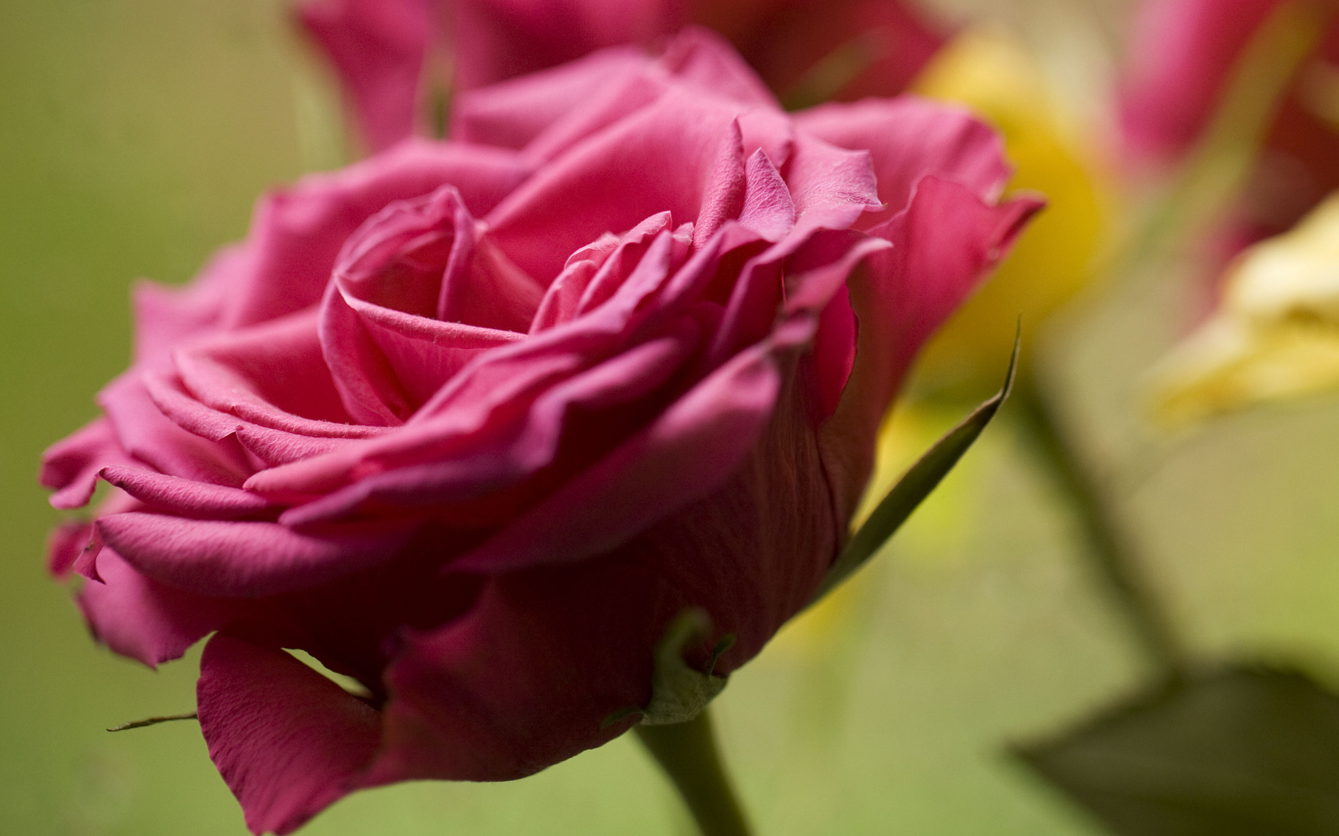 Baixe gratuitamente a imagem Flores, Rosa, Terra/natureza na área de trabalho do seu PC