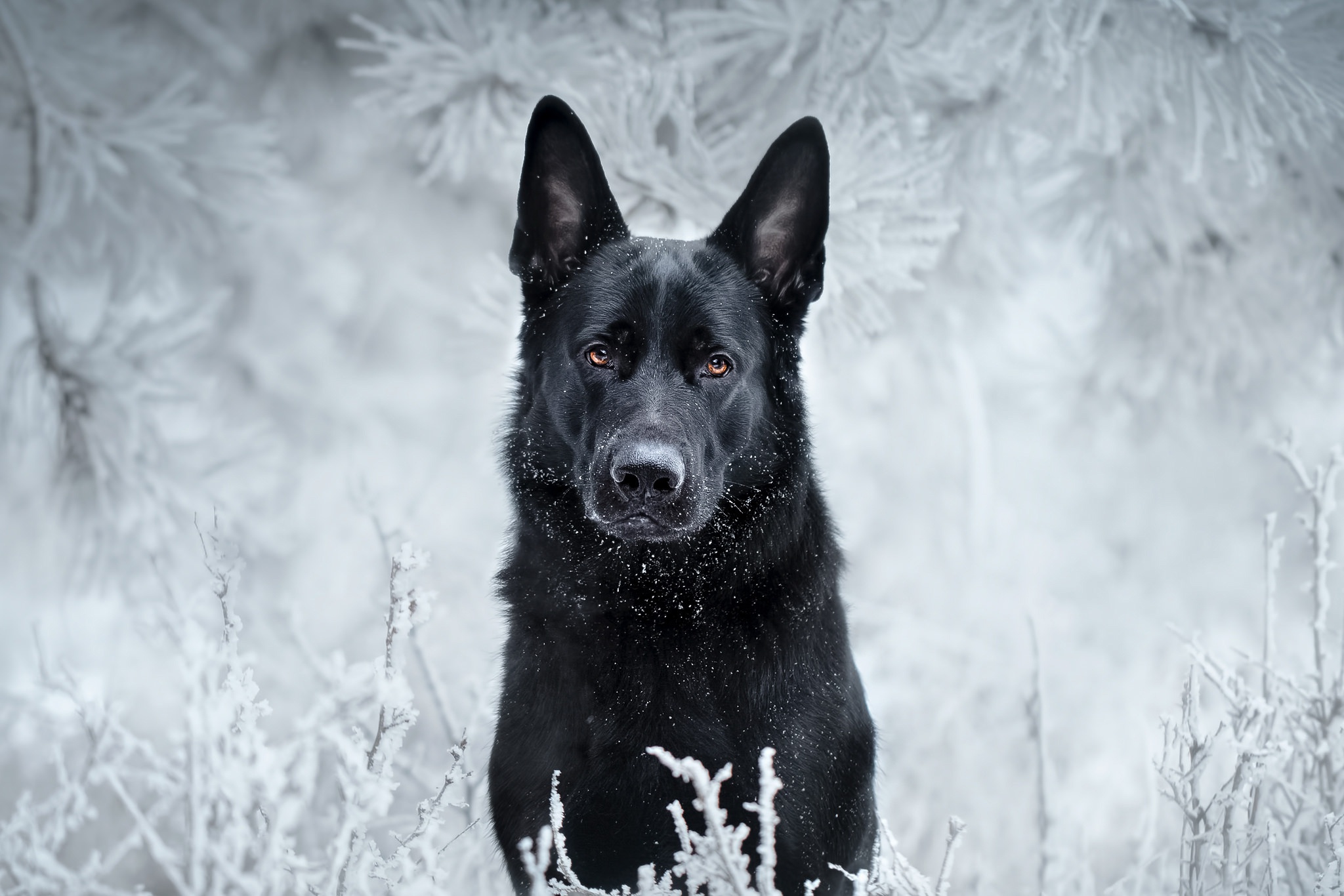 Laden Sie das Tiere, Winter, Hunde, Hund, Schnauze, Schäferhund, Starren-Bild kostenlos auf Ihren PC-Desktop herunter