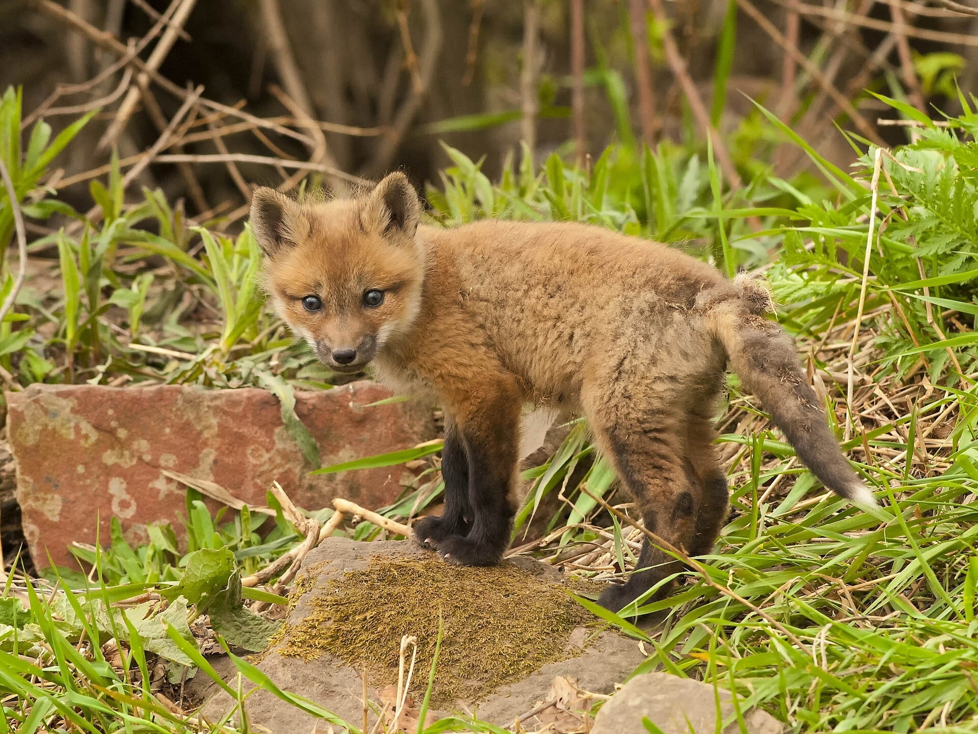 Free download wallpaper Animals, Grass, Young, Joey, Fox on your PC desktop
