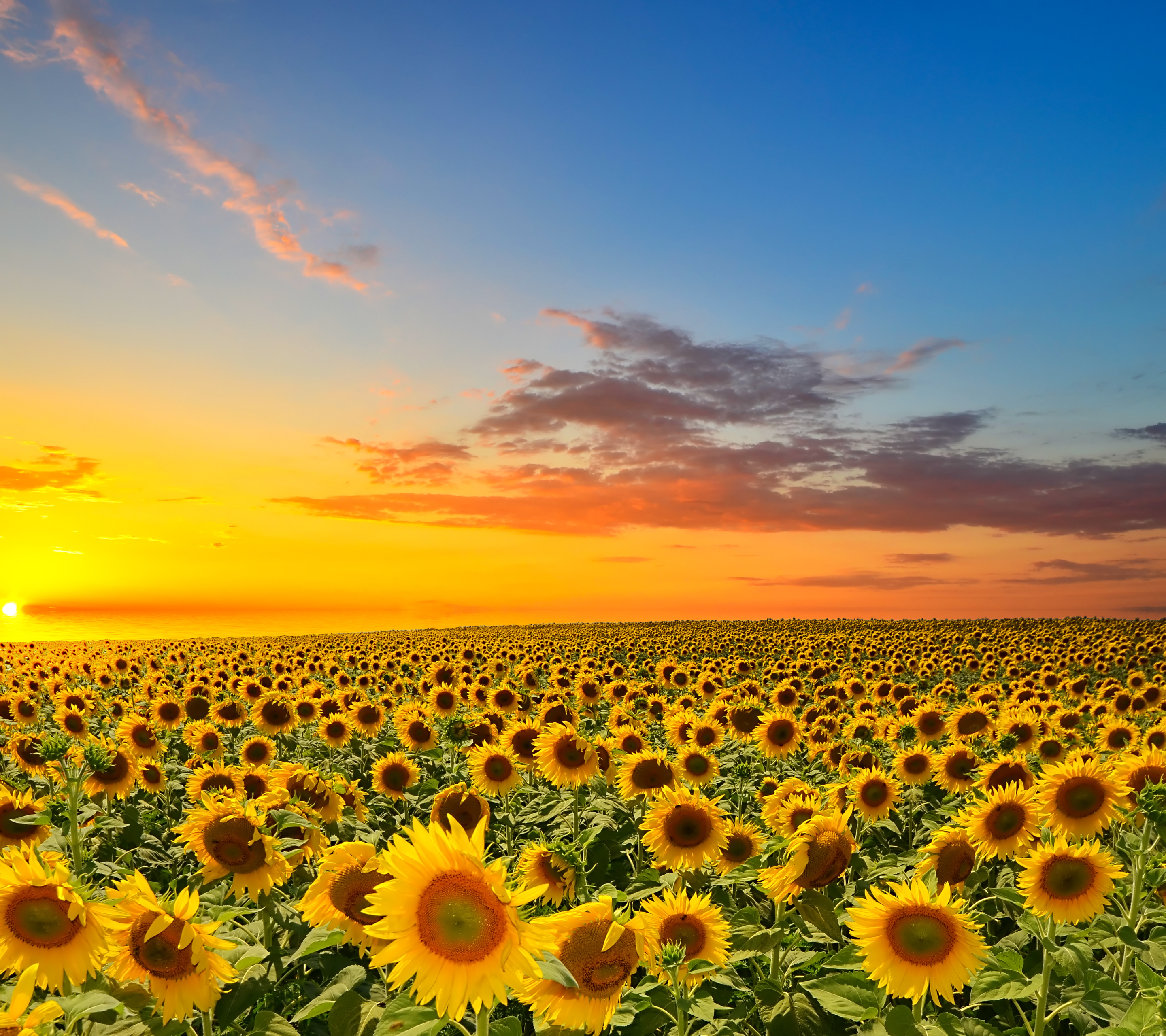 Téléchargez des papiers peints mobile Fleurs, Tournesol, Terre/nature gratuitement.