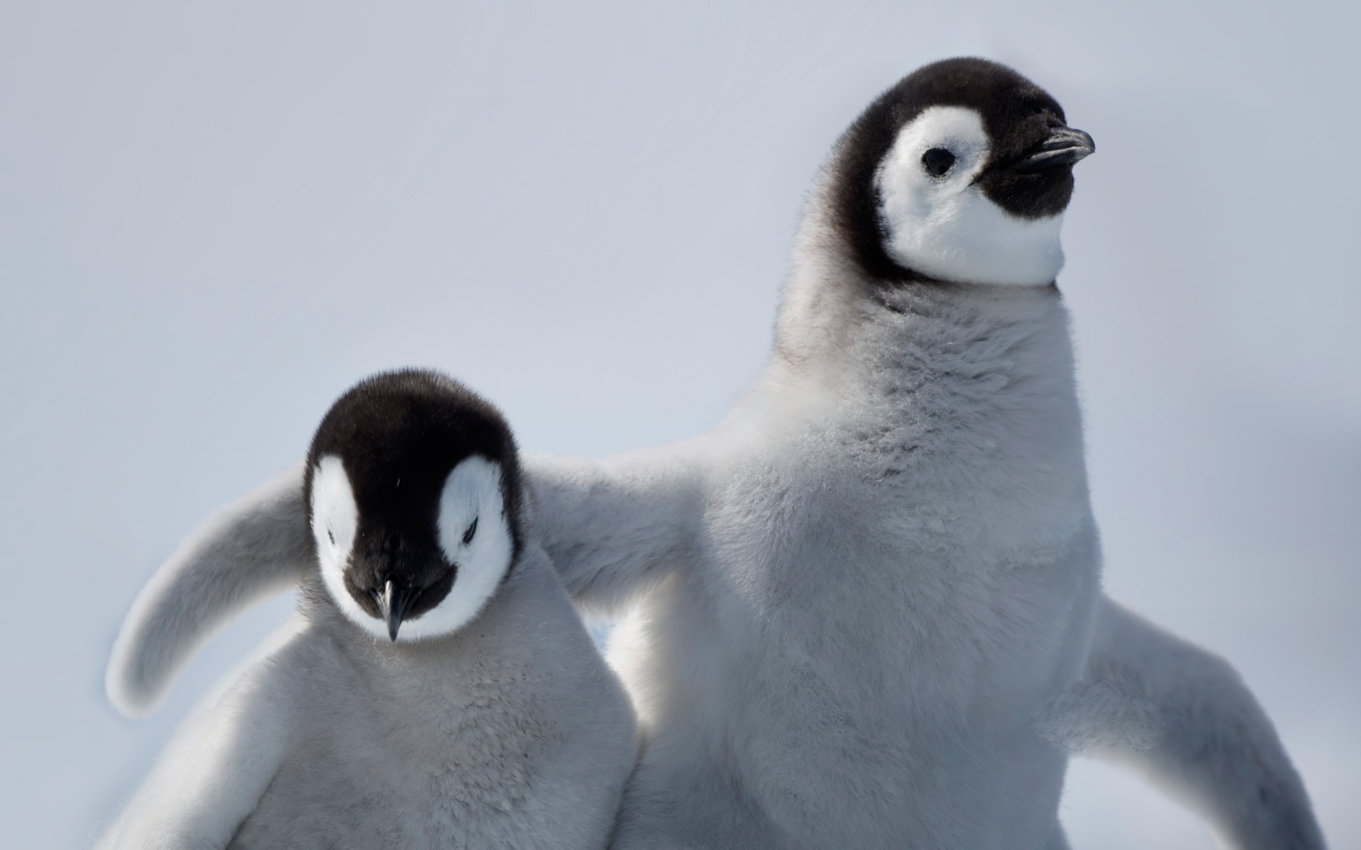 Baixar papel de parede para celular de Animais, Aves, Pássaro, Pinguim gratuito.