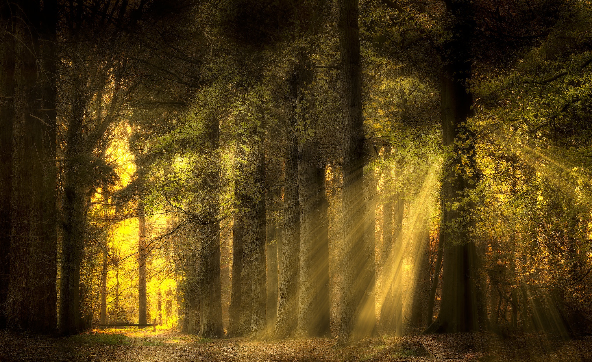 Free download wallpaper Nature, Forest, Earth, Sunbeam on your PC desktop