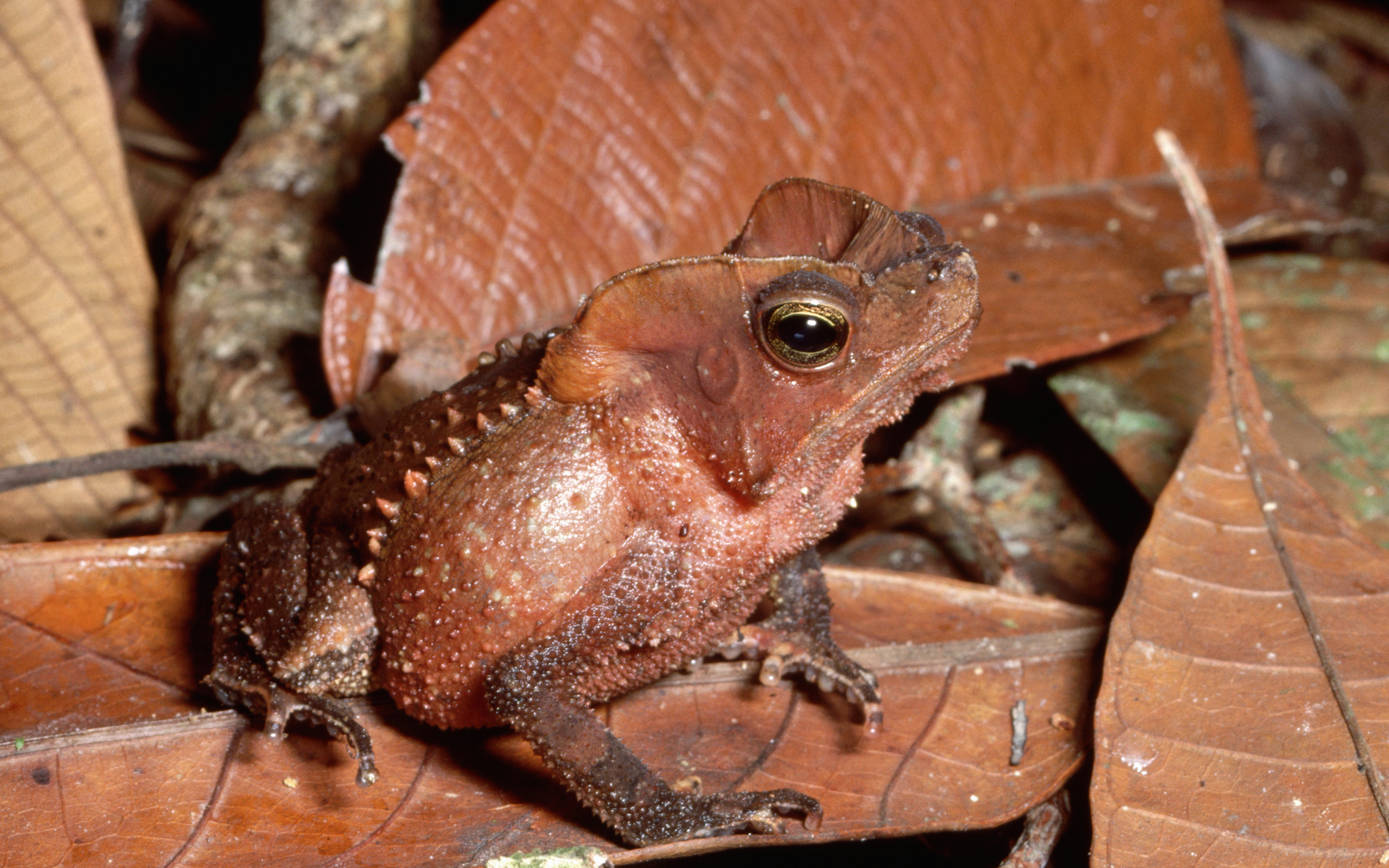 animal, toad