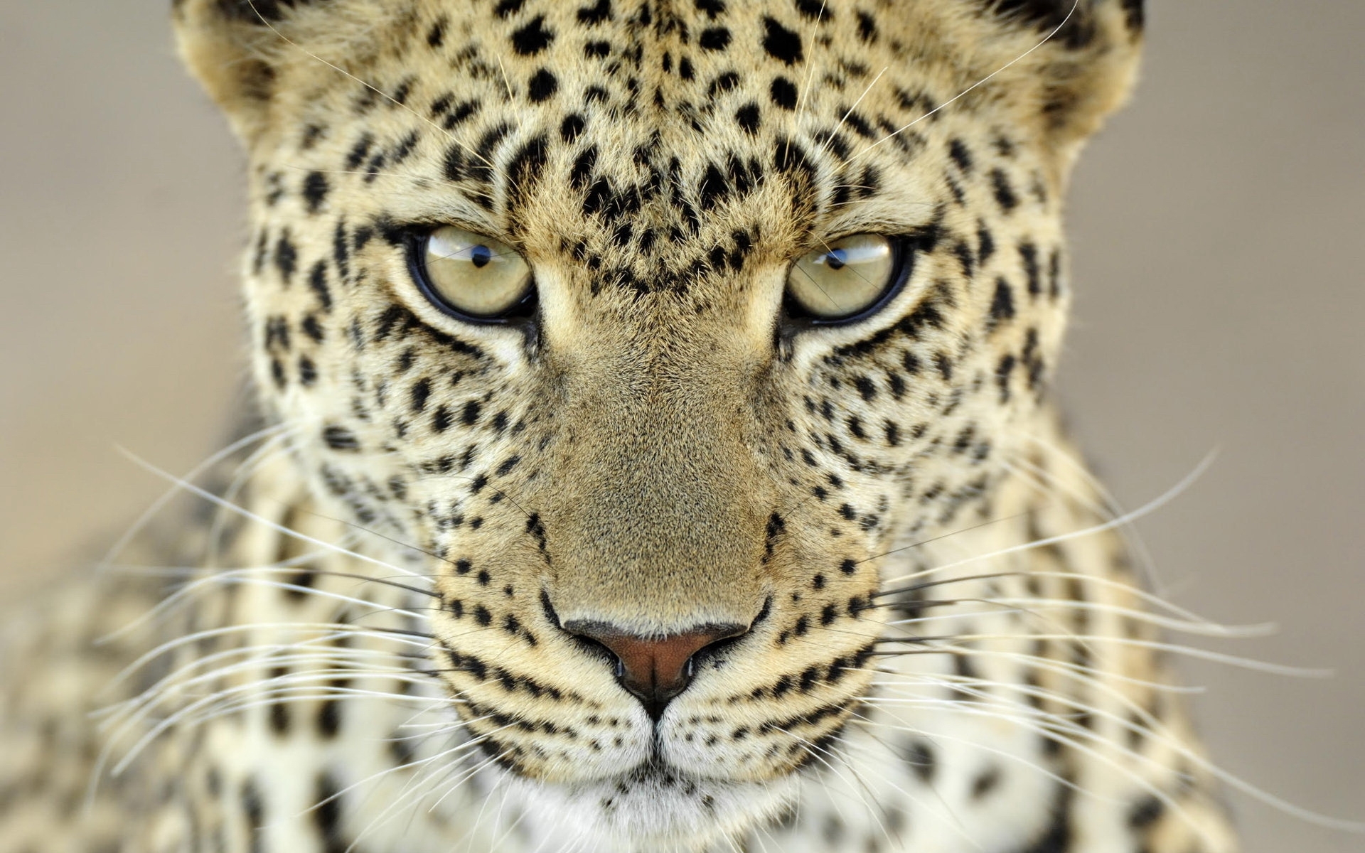 28560 descargar imagen amarillo, animales, leopardos: fondos de pantalla y protectores de pantalla gratis