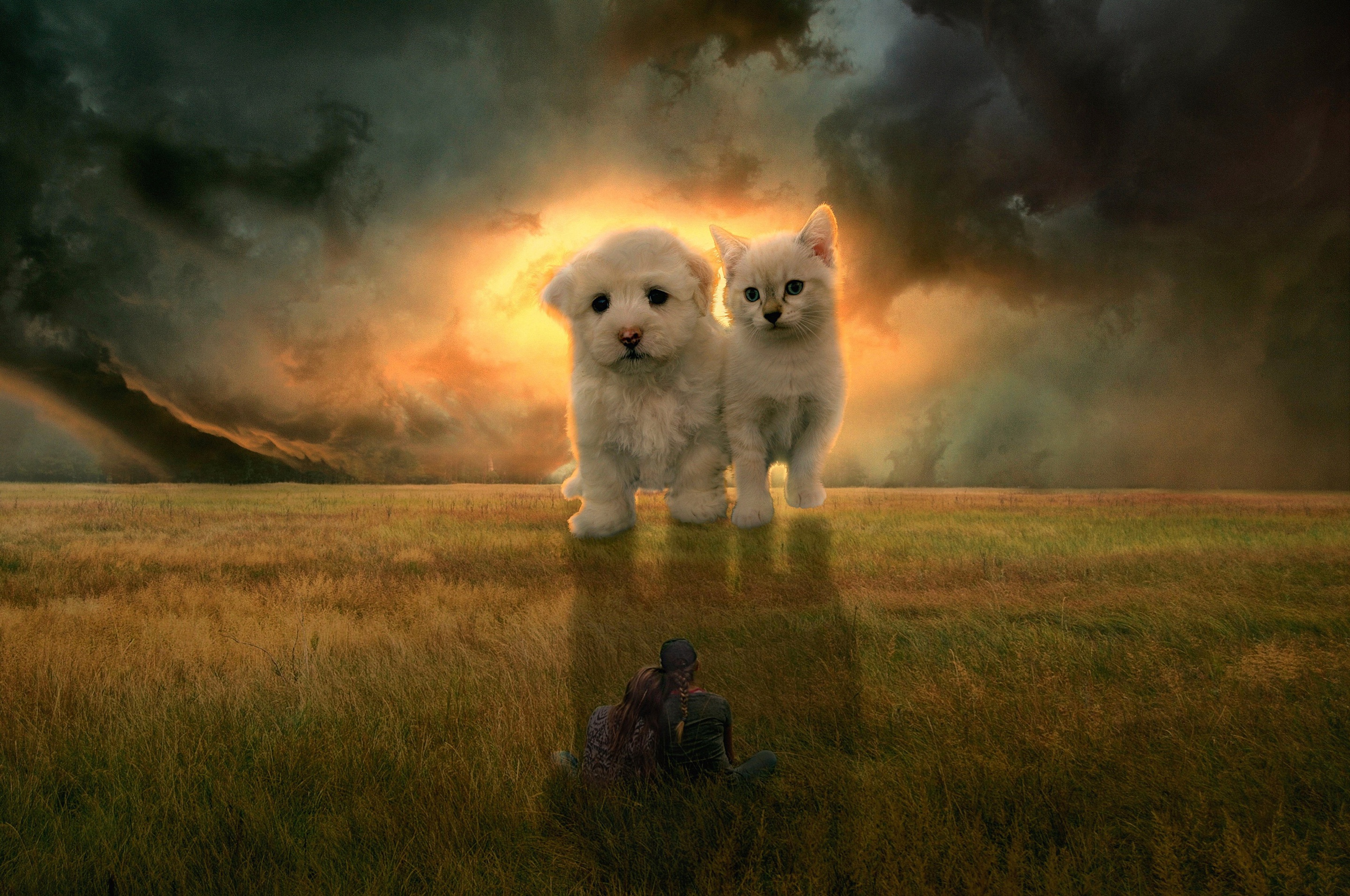 Free download wallpaper People, Cat, Dog, Field, Photography, Manipulation on your PC desktop