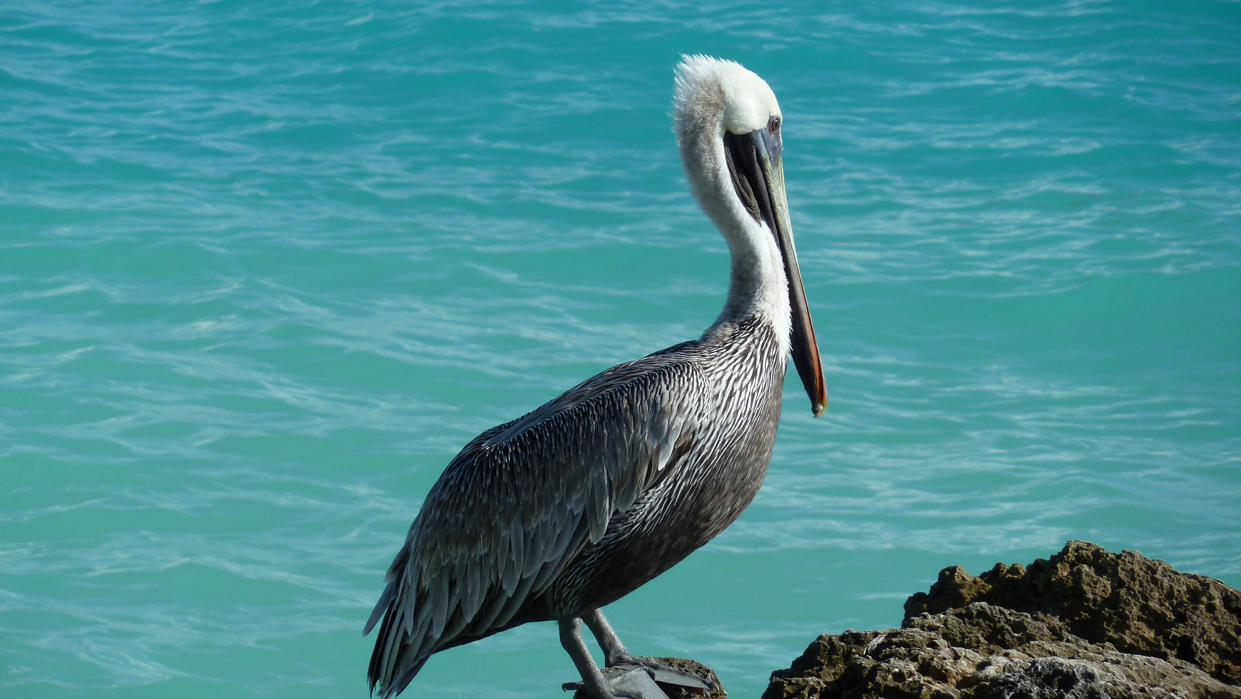 317882 Hintergrundbild herunterladen tiere, pelikan, vögel - Bildschirmschoner und Bilder kostenlos