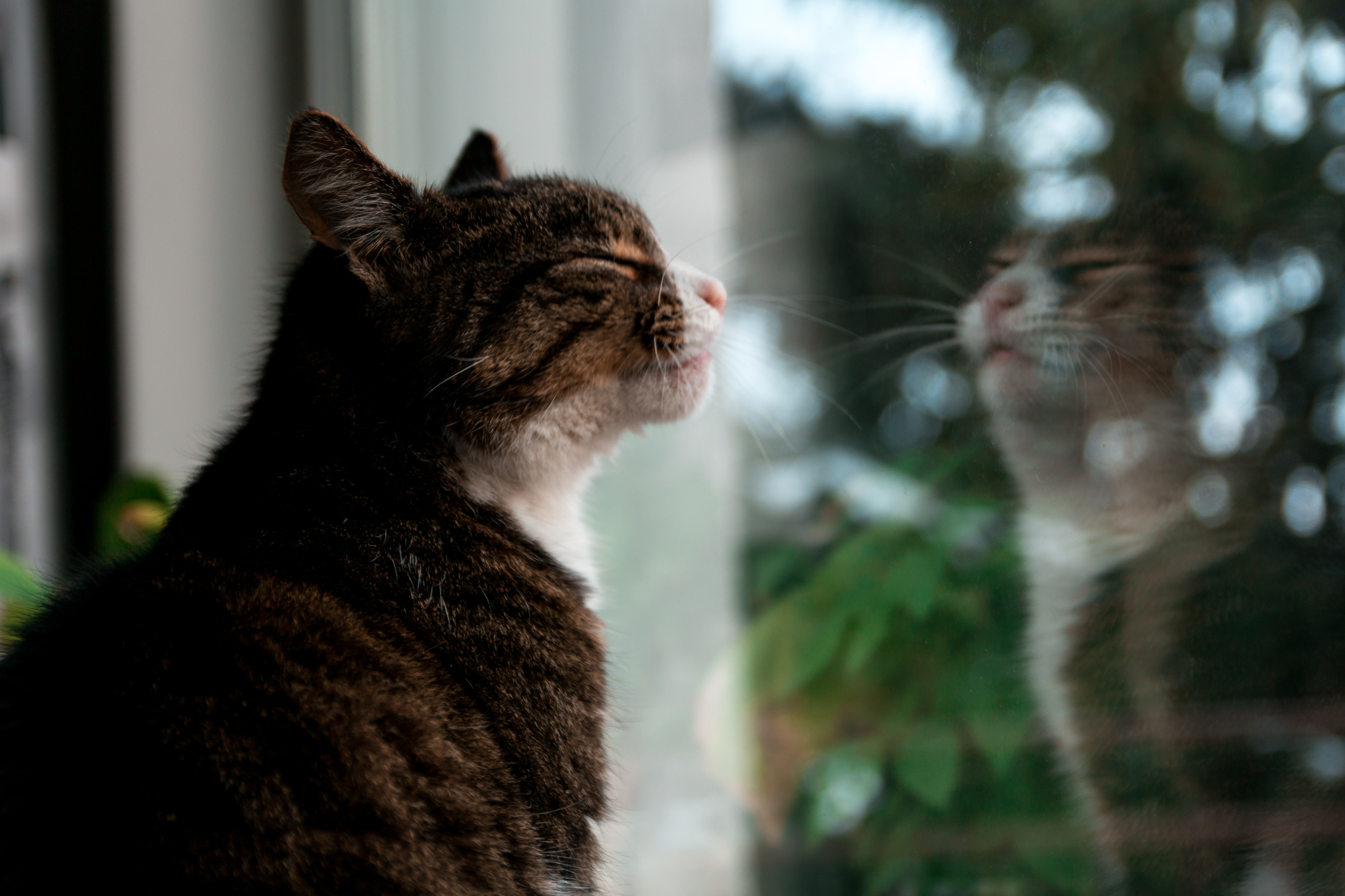 Handy-Wallpaper Tiere, Katzen, Katze, Spiegelung kostenlos herunterladen.