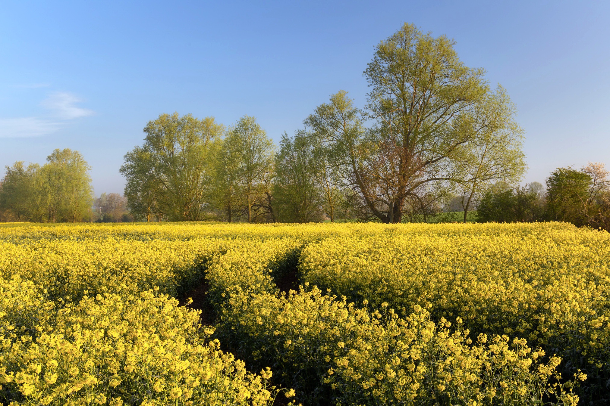 Download mobile wallpaper Tree, Earth, Field, Rapeseed for free.