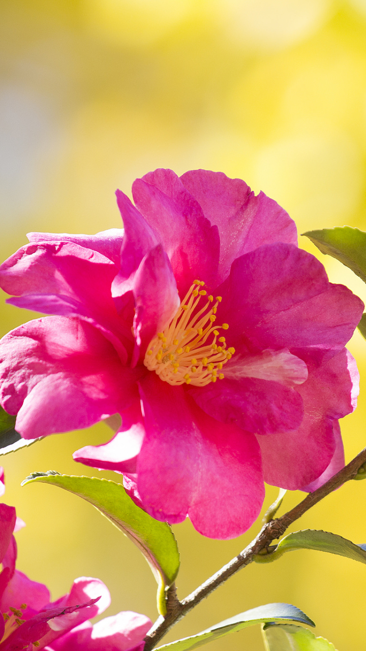 Download mobile wallpaper Flowers, Flower, Leaf, Branch, Earth, Pink Flower for free.