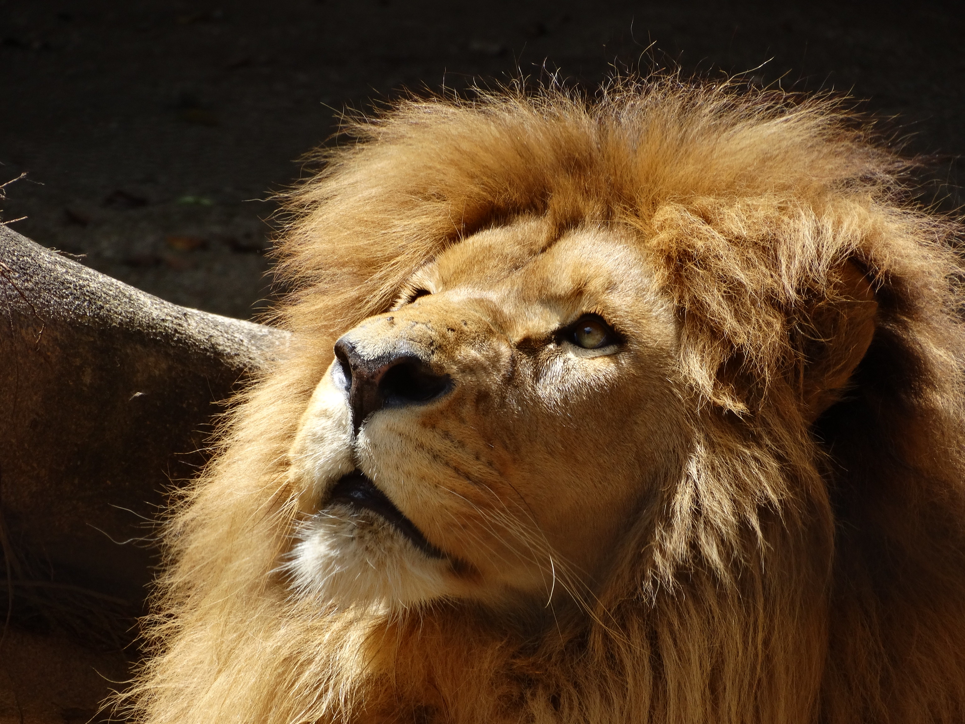 Téléchargez gratuitement l'image Animaux, Chats, Lion sur le bureau de votre PC