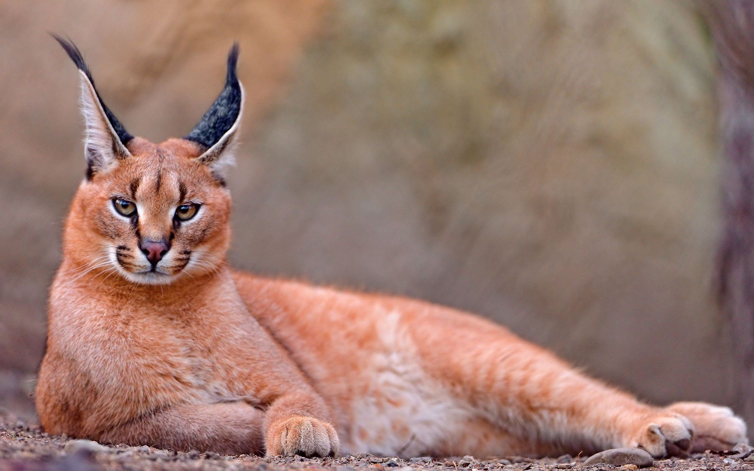animals, to lie down, lie, beautiful, relaxation, rest, caracal
