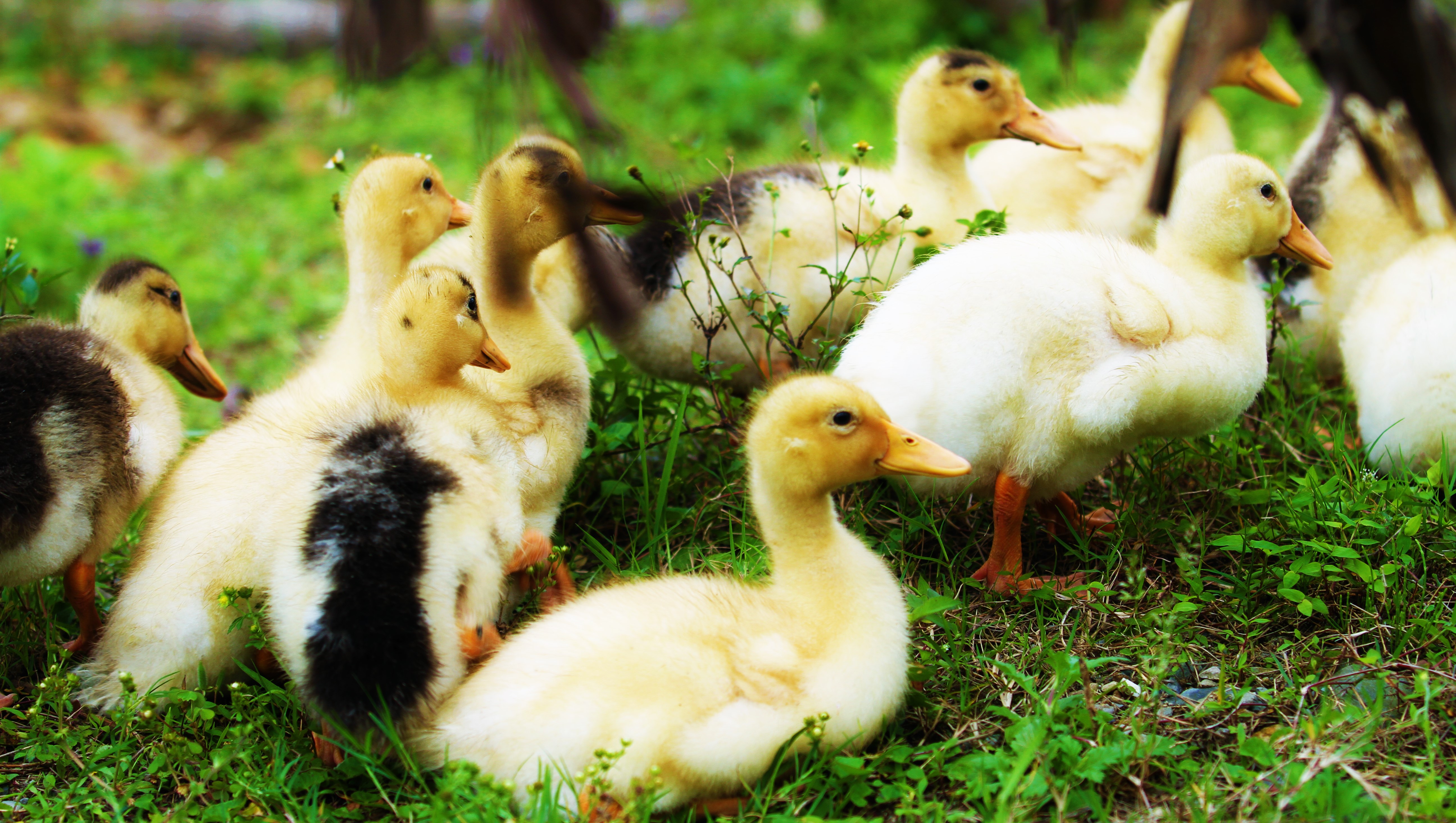 Laden Sie das Tiere, Vögel, Ente-Bild kostenlos auf Ihren PC-Desktop herunter