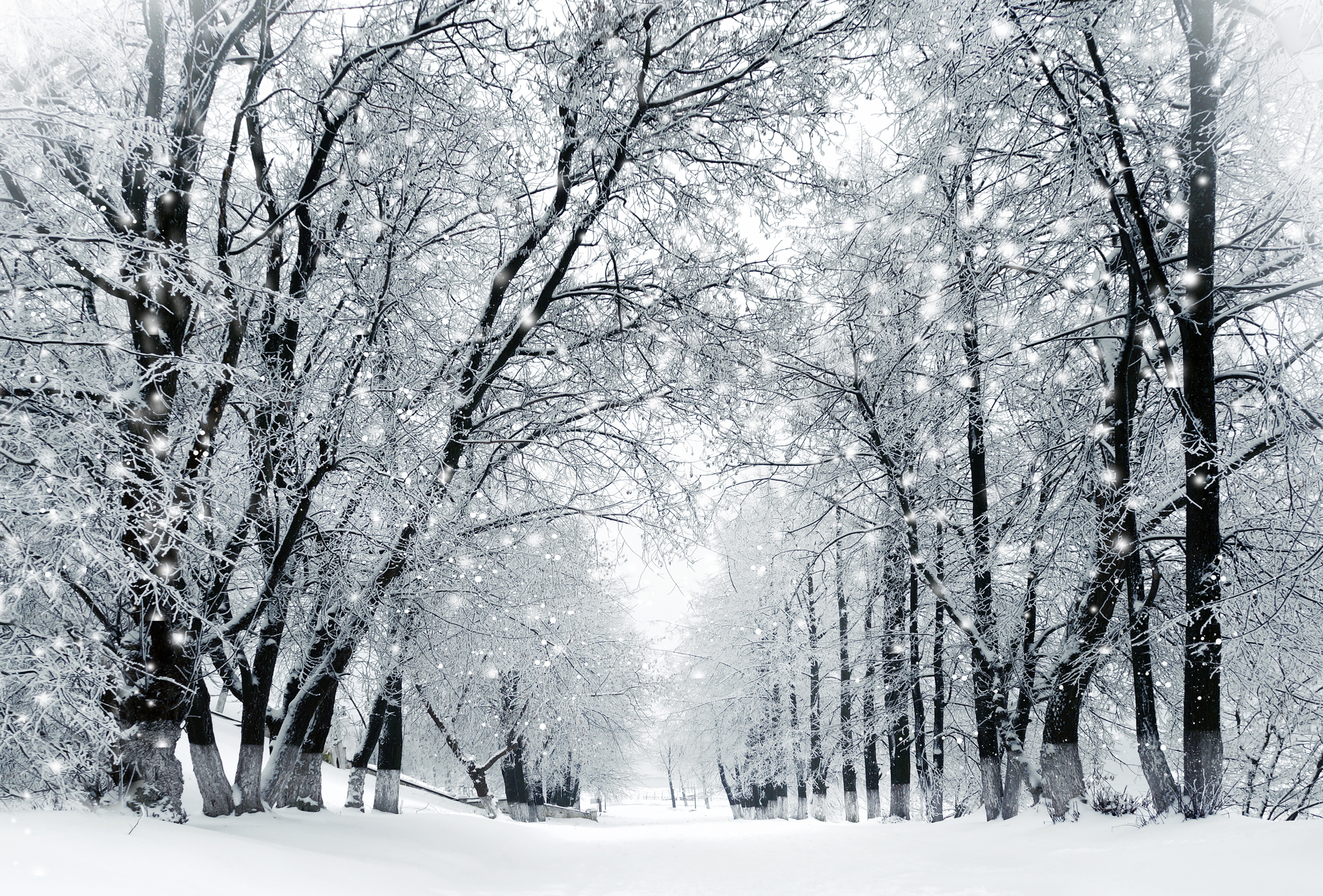 Download mobile wallpaper Winter, Snow, Tree, Earth, Snowfall for free.