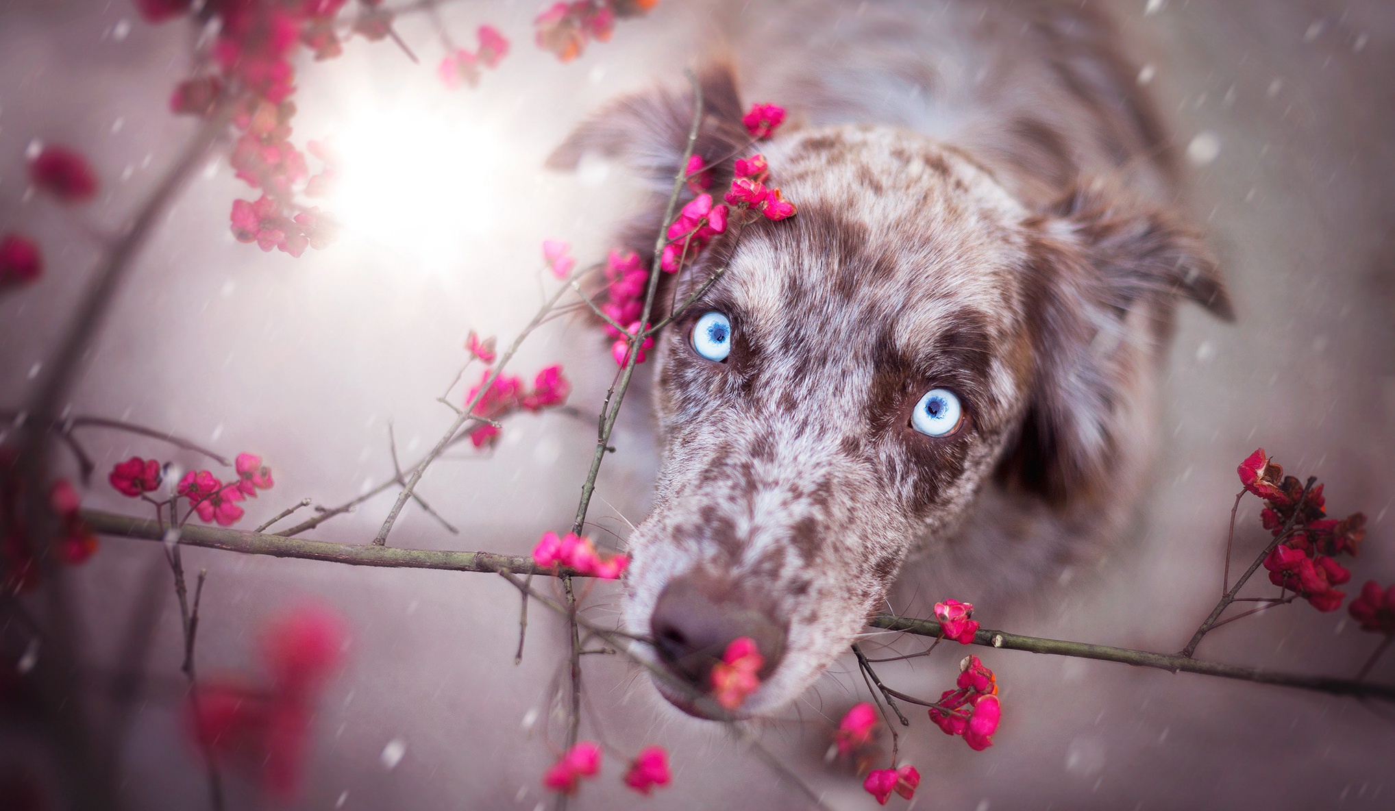 Download mobile wallpaper Dogs, Dog, Muzzle, Animal, Australian Shepherd, Stare for free.