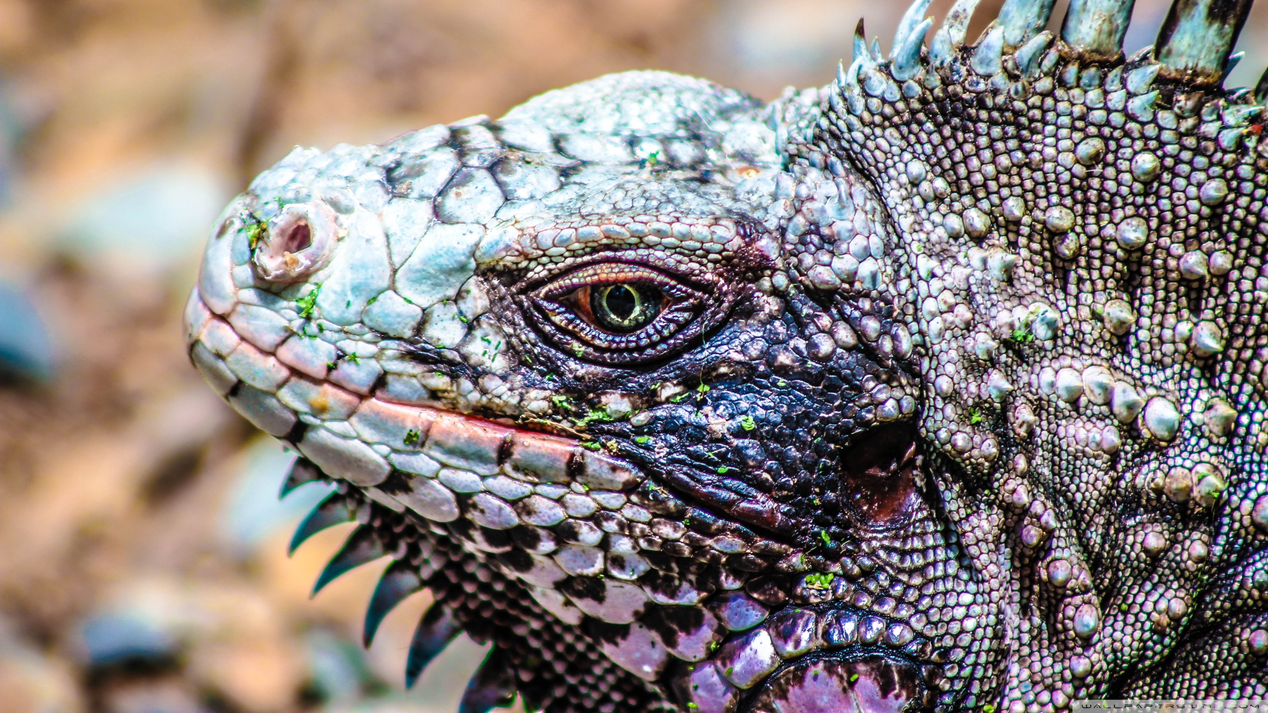 Download mobile wallpaper Iguana, Lizard, Reptiles, Animal for free.