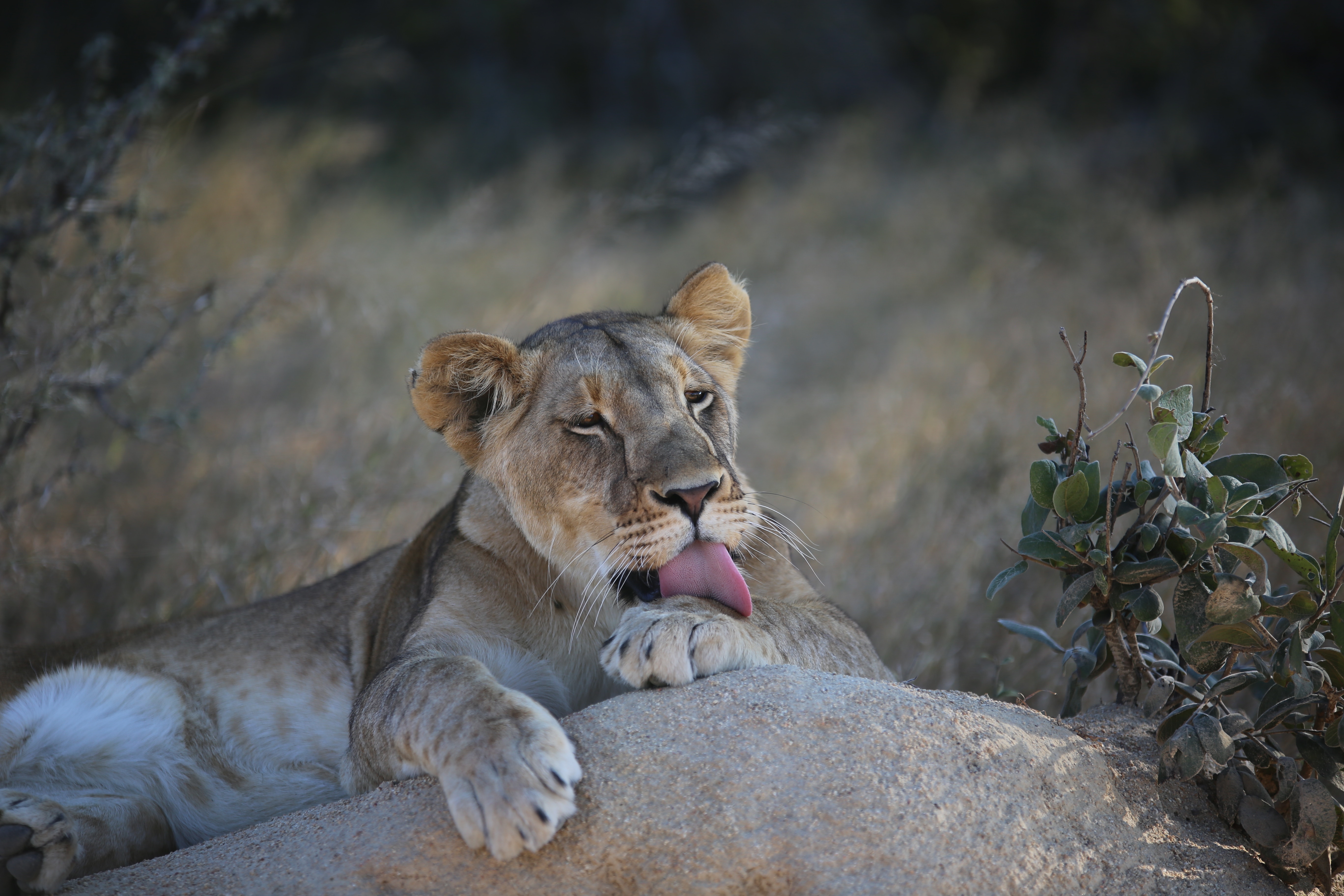 lioness, animals, lion, lick your lips, licking HD wallpaper