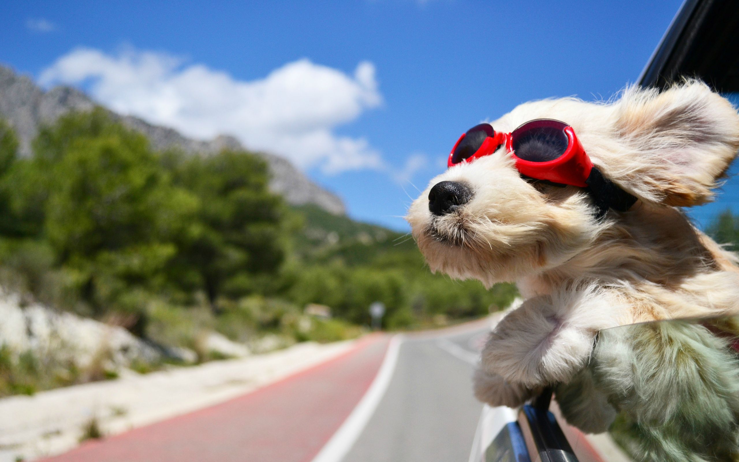 Téléchargez gratuitement l'image Animaux, Chien sur le bureau de votre PC