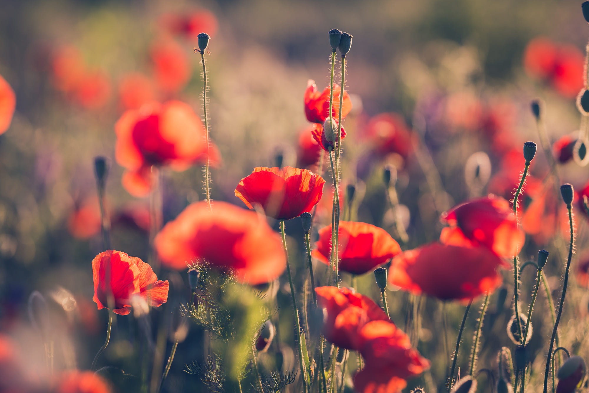 Download mobile wallpaper Nature, Flowers, Flower, Earth, Poppy, Red Flower for free.