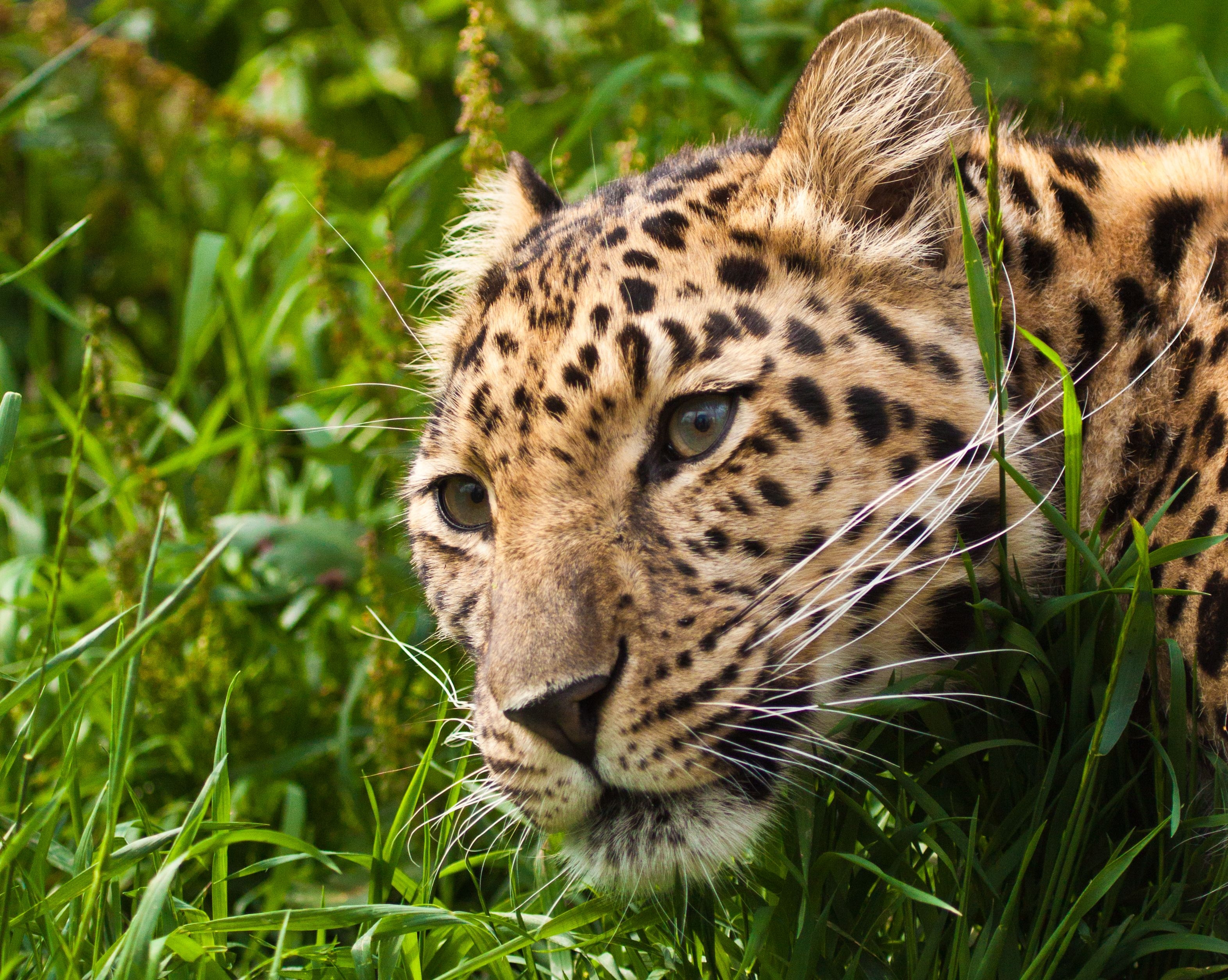 Free download wallpaper Animals, Grass, Leopard, Muzzle, Sight, Opinion on your PC desktop