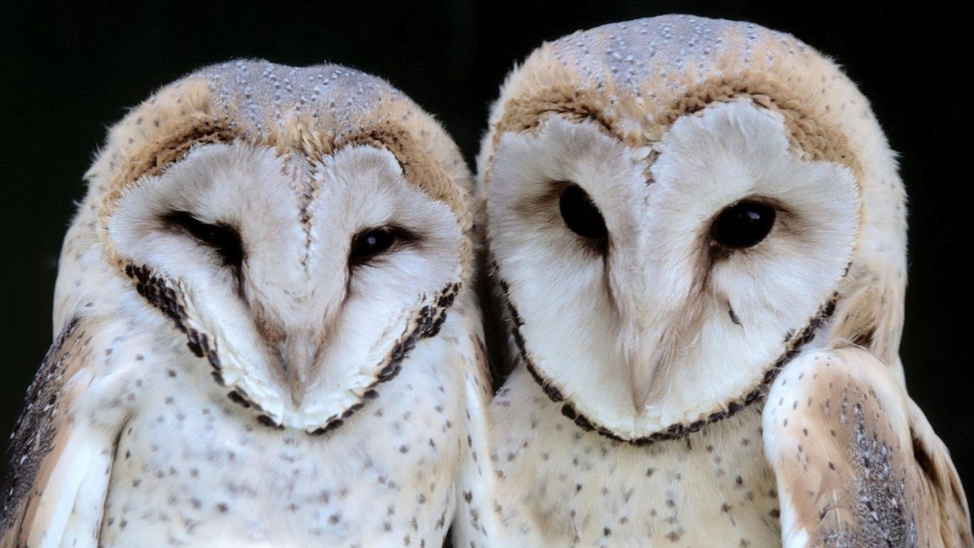 Download mobile wallpaper Animal, Barn Owl for free.