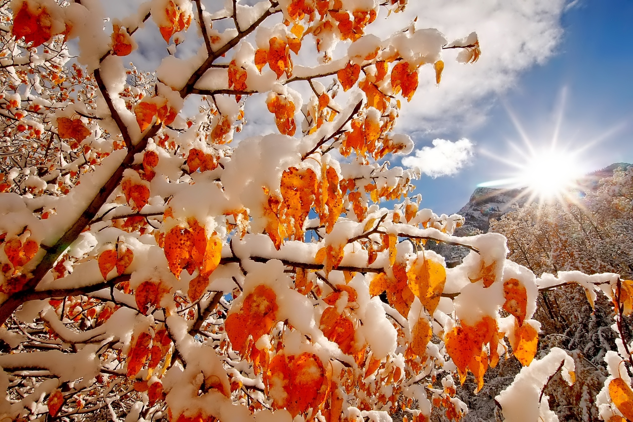 Laden Sie das Winter, Herbst, Schnee, Baum, Sonnenstrahl, Erde/natur-Bild kostenlos auf Ihren PC-Desktop herunter