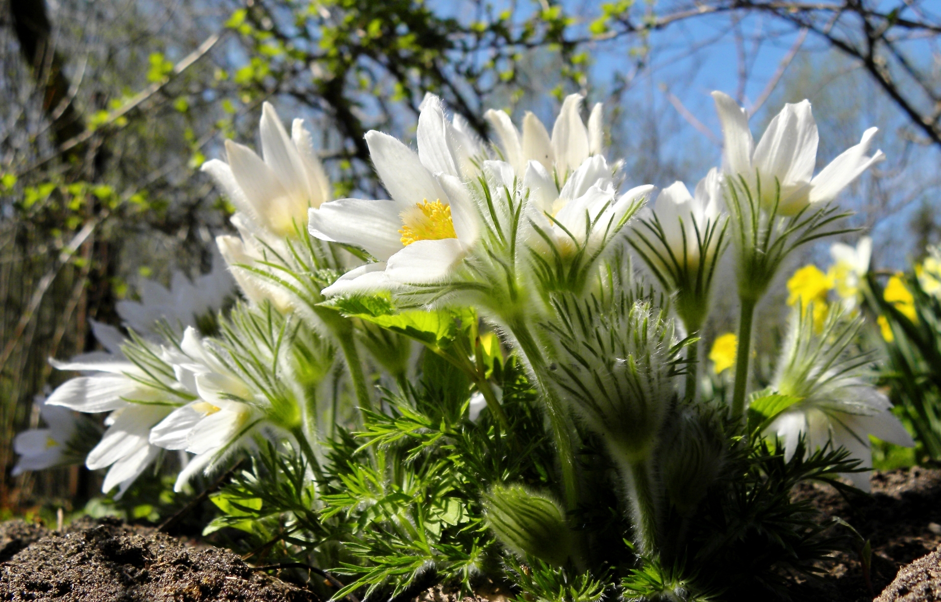 377867 descargar fondo de pantalla tierra/naturaleza, anémona, de cerca, flor, naturaleza, primavera, flor blanca, flores: protectores de pantalla e imágenes gratis