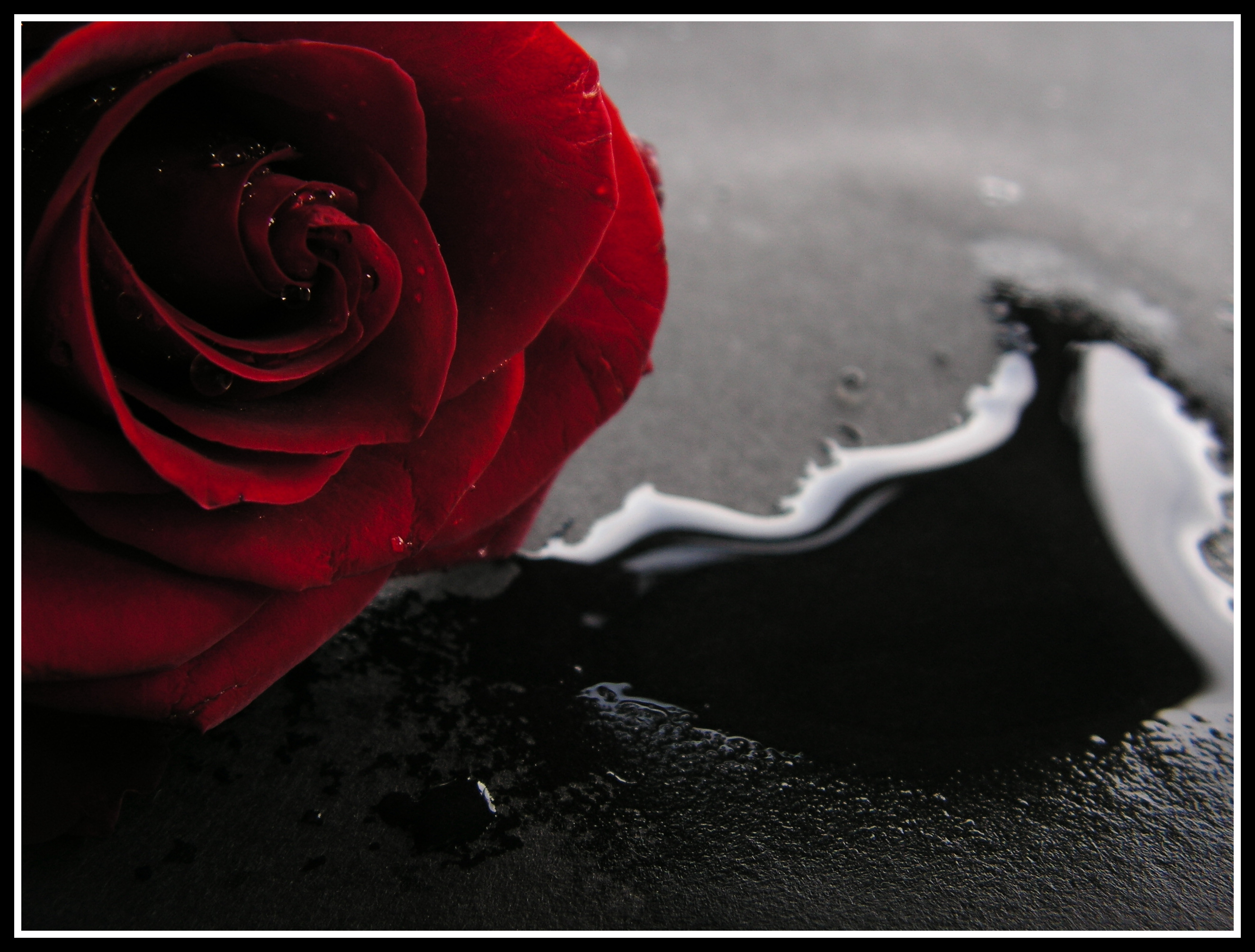 172819 скачать картинку роза, земля/природа, цветок, красная роза, флауэрсы - обои и заставки бесплатно