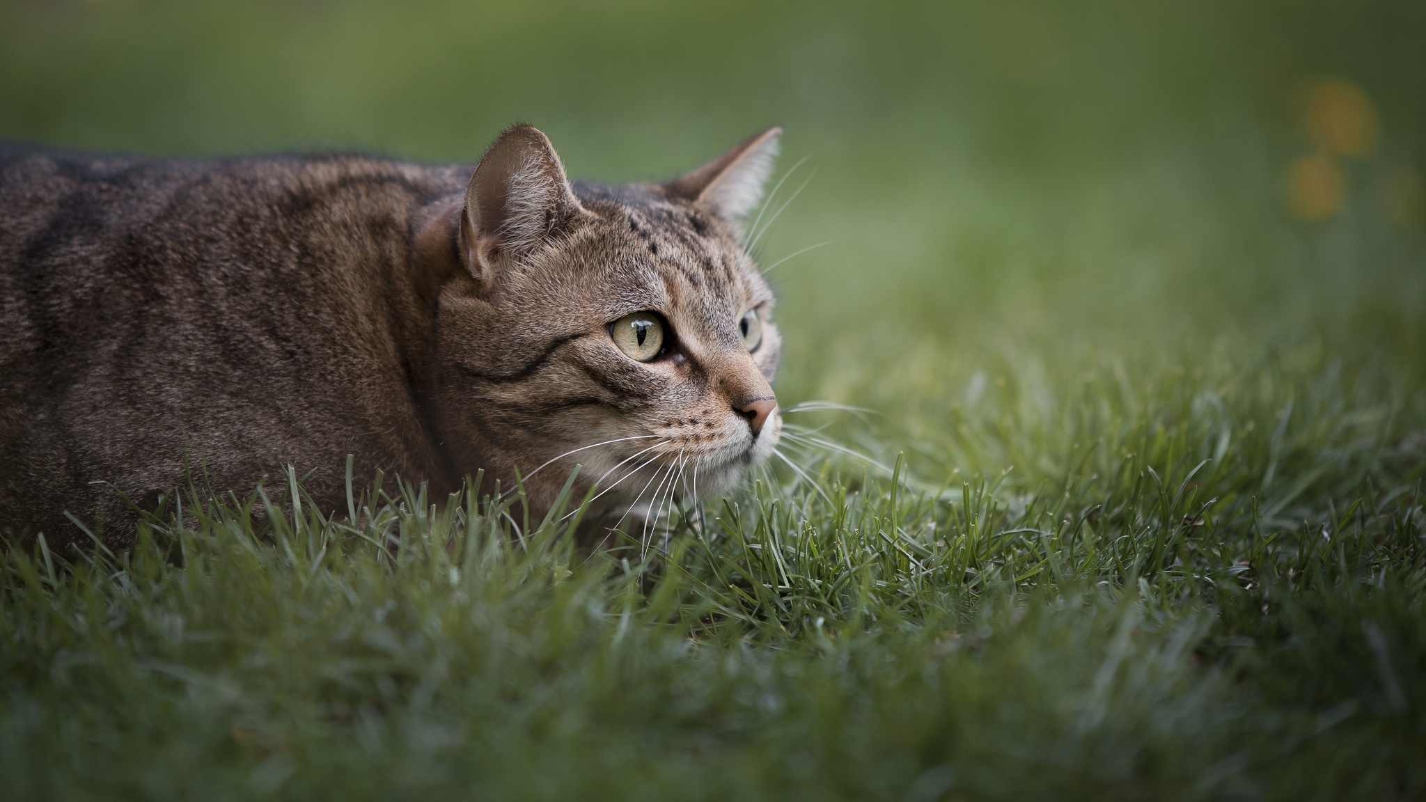 Download mobile wallpaper Cats, Grass, Cat, Animal for free.