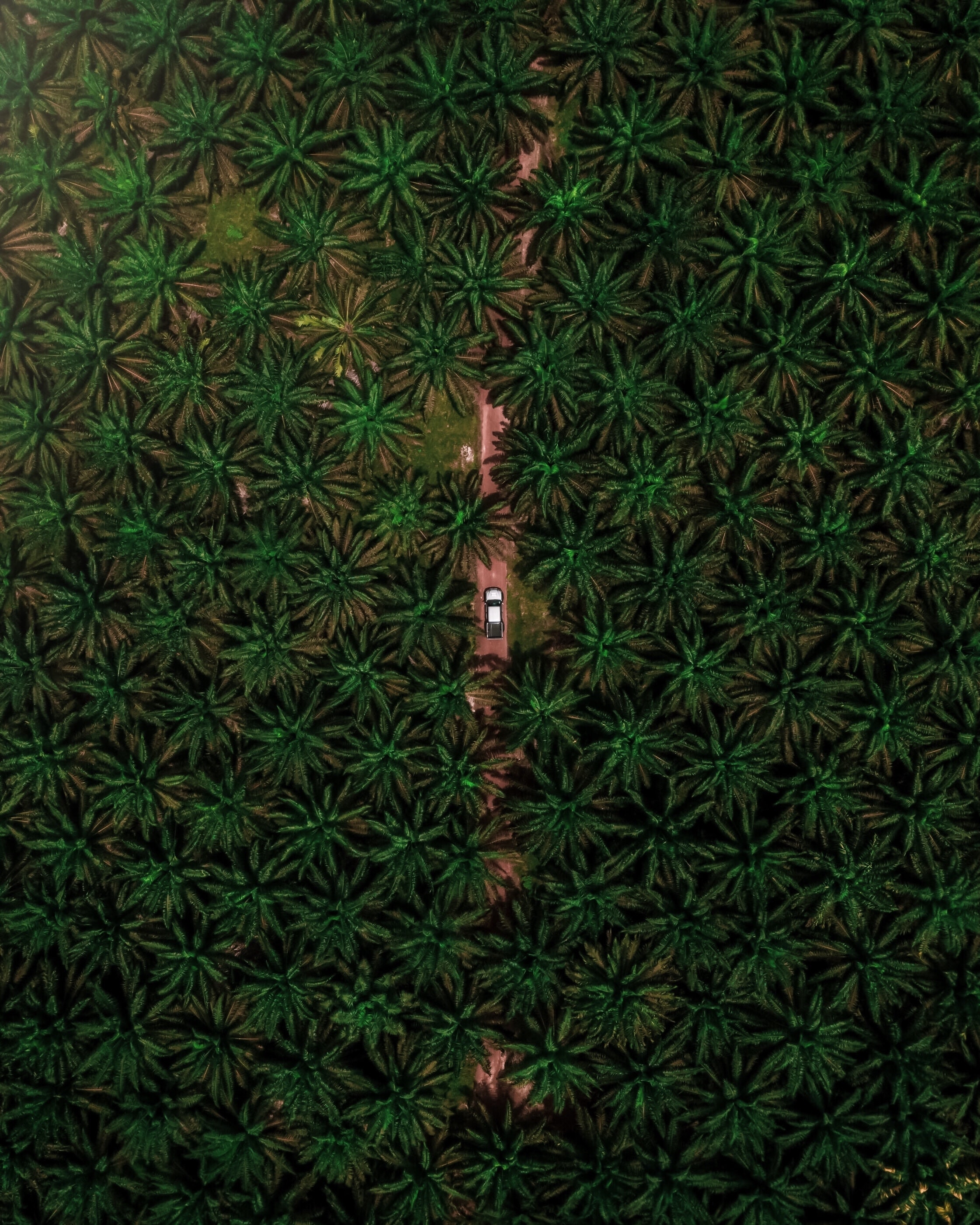 Download mobile wallpaper Branches, Nature, Road, Machine, View From Above, Palms, Car for free.