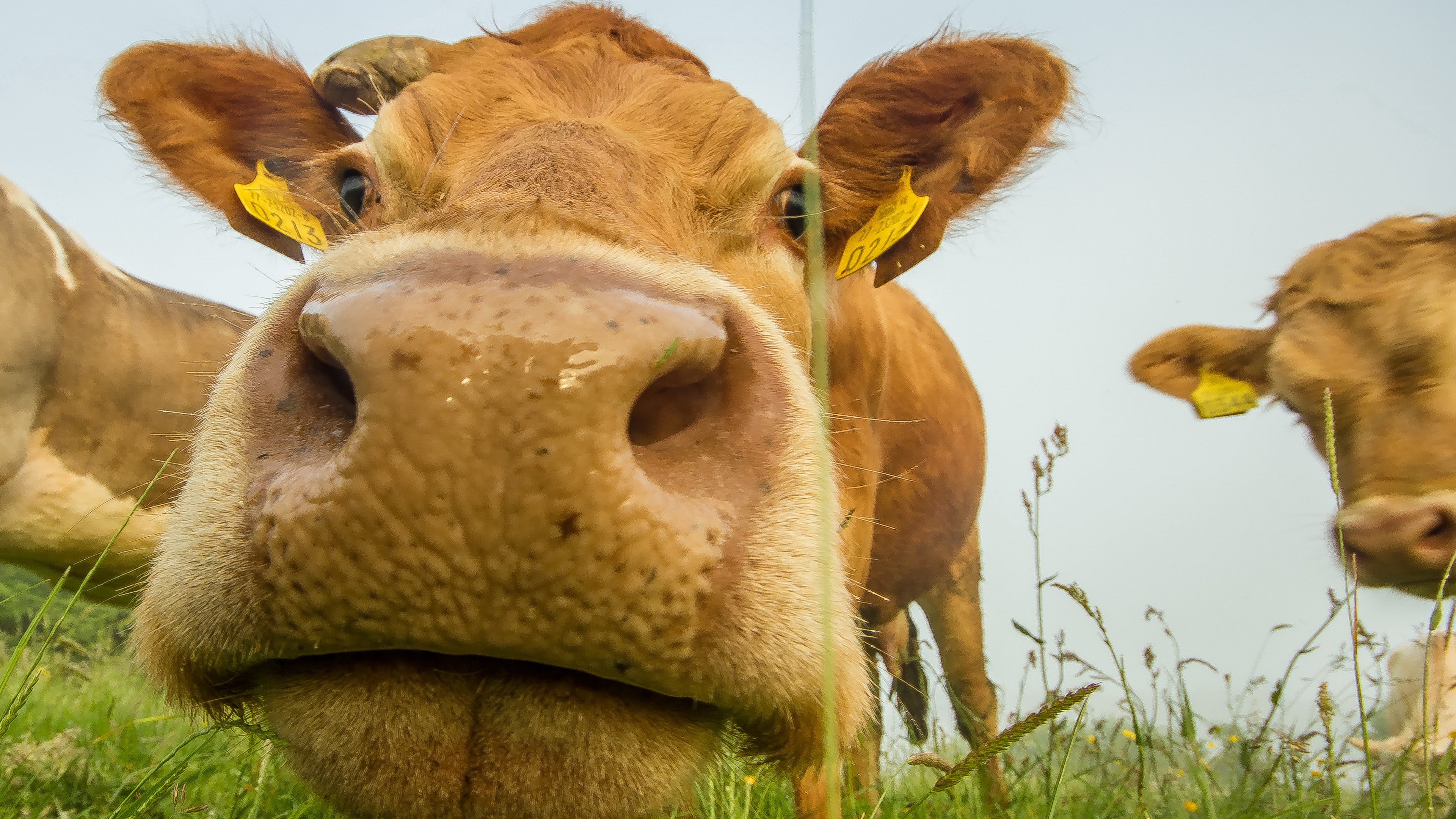 Handy-Wallpaper Tiere, Nahansicht, Kuh kostenlos herunterladen.