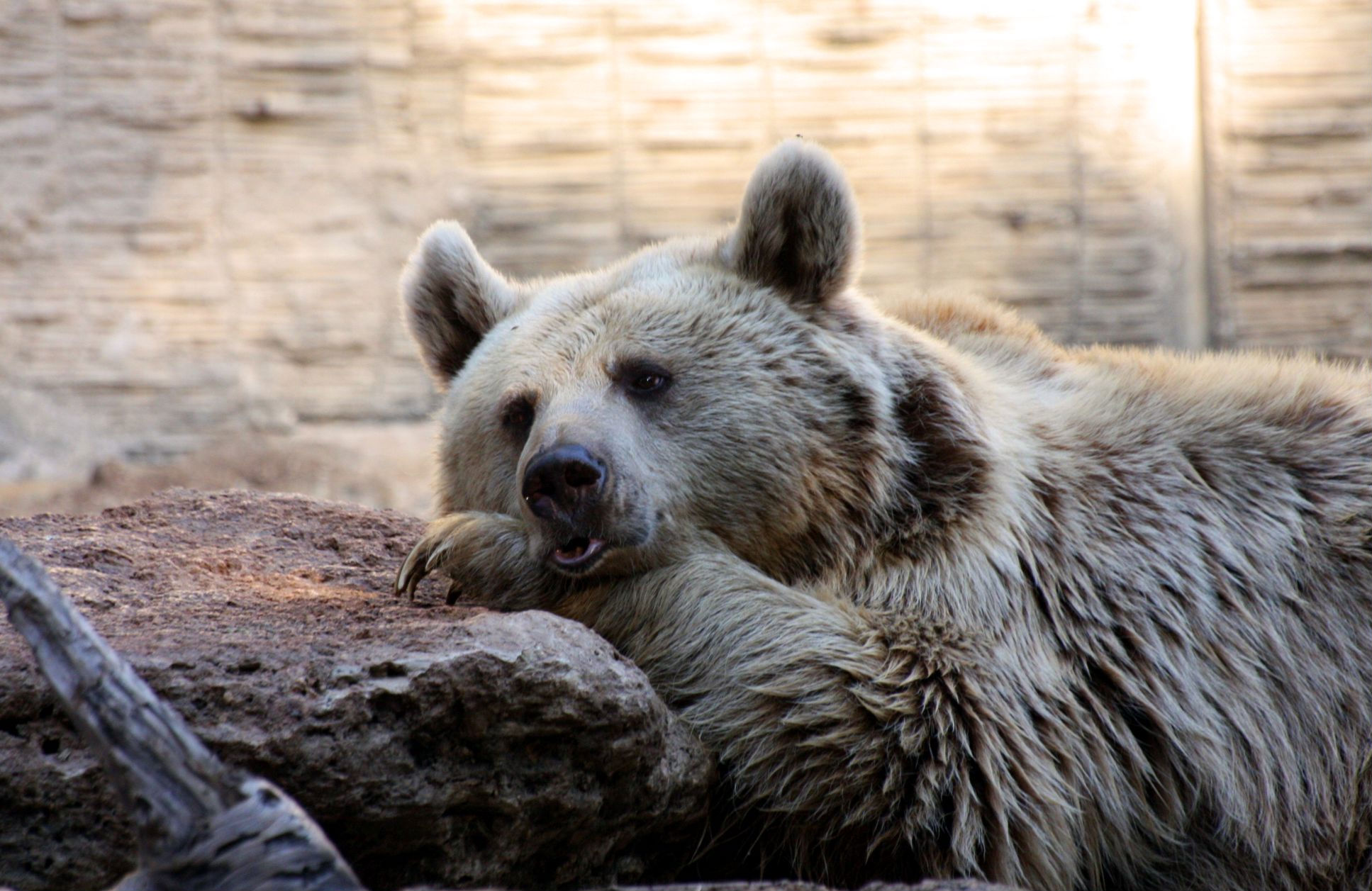 165573 descargar imagen oso, animales, osos: fondos de pantalla y protectores de pantalla gratis