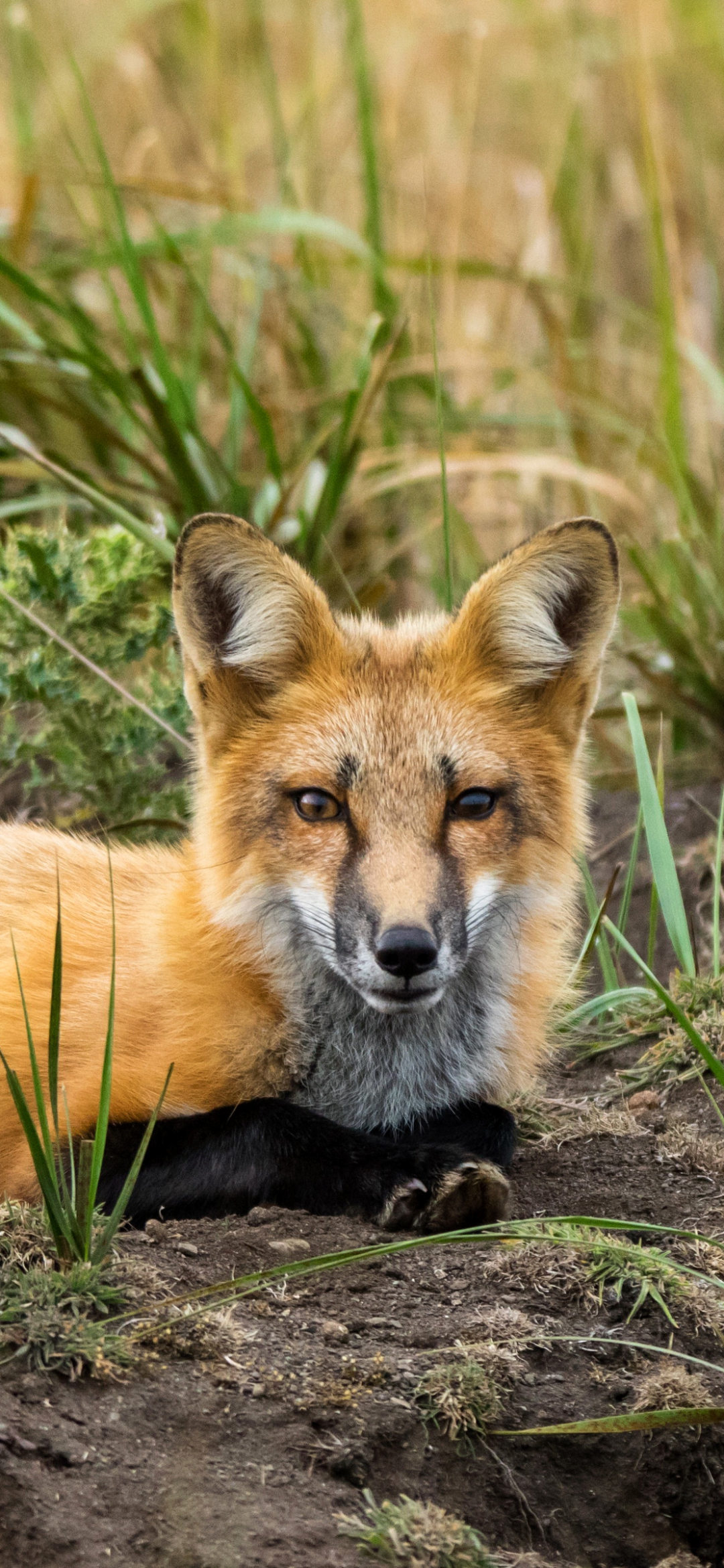 Download mobile wallpaper Fox, Animal, Stare for free.