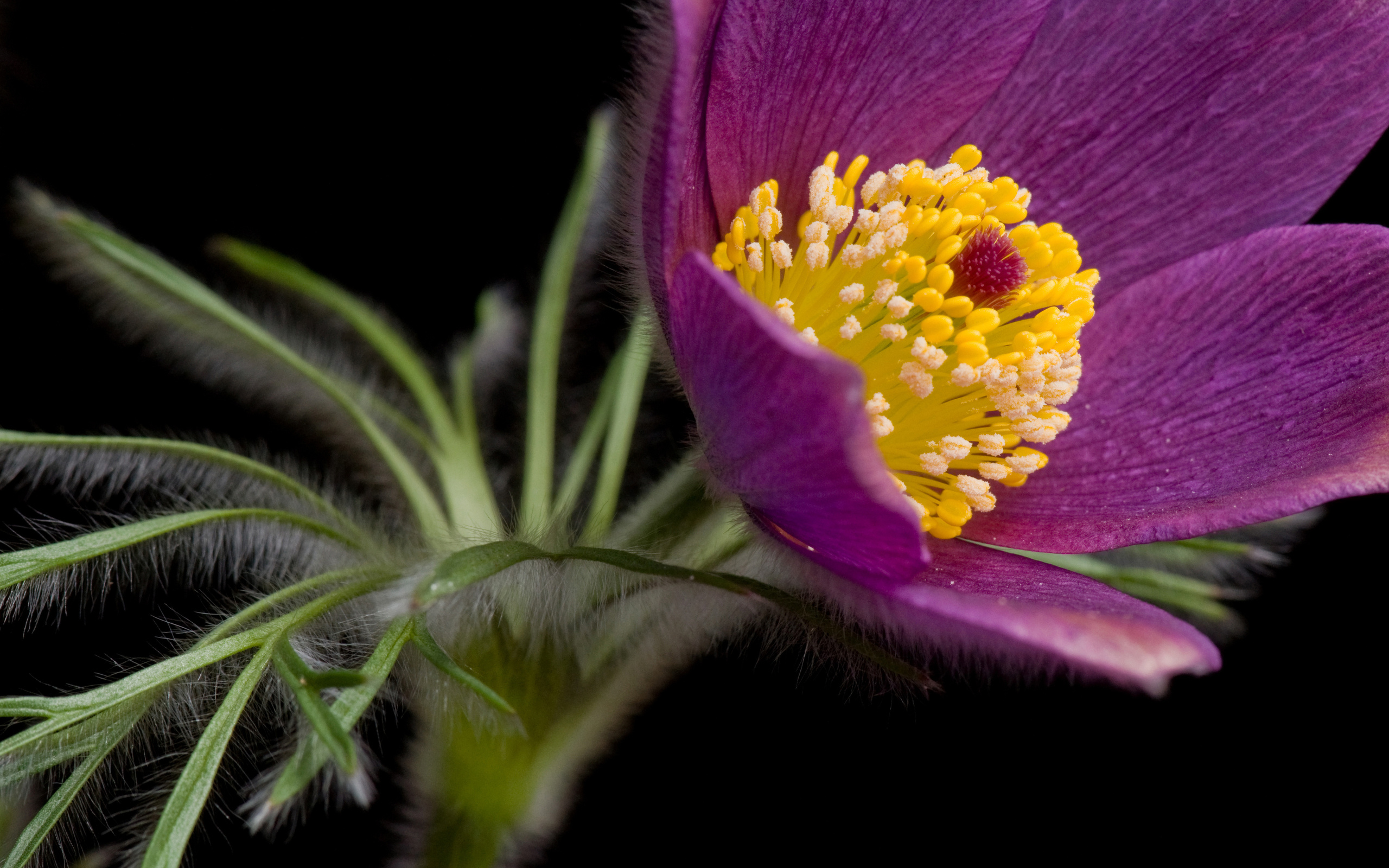 Laden Sie das Blumen, Blume, Erde/natur-Bild kostenlos auf Ihren PC-Desktop herunter