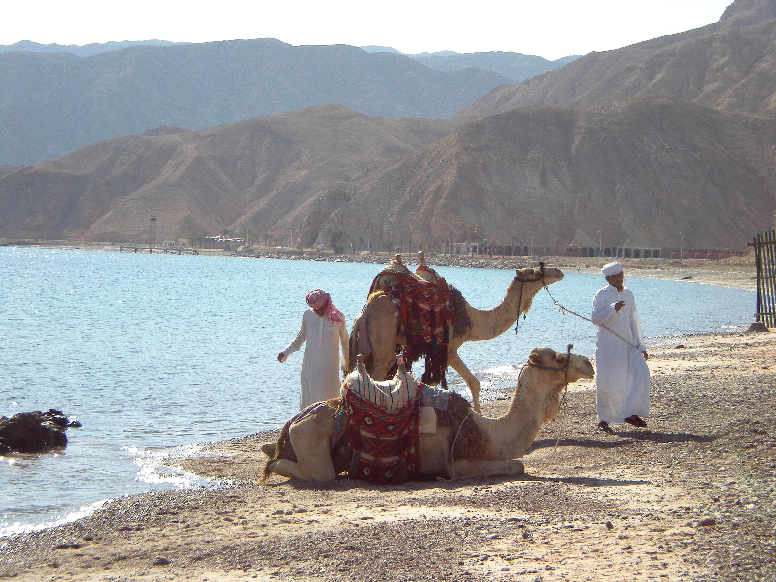 Free download wallpaper People, Beach, Animal, Camel on your PC desktop
