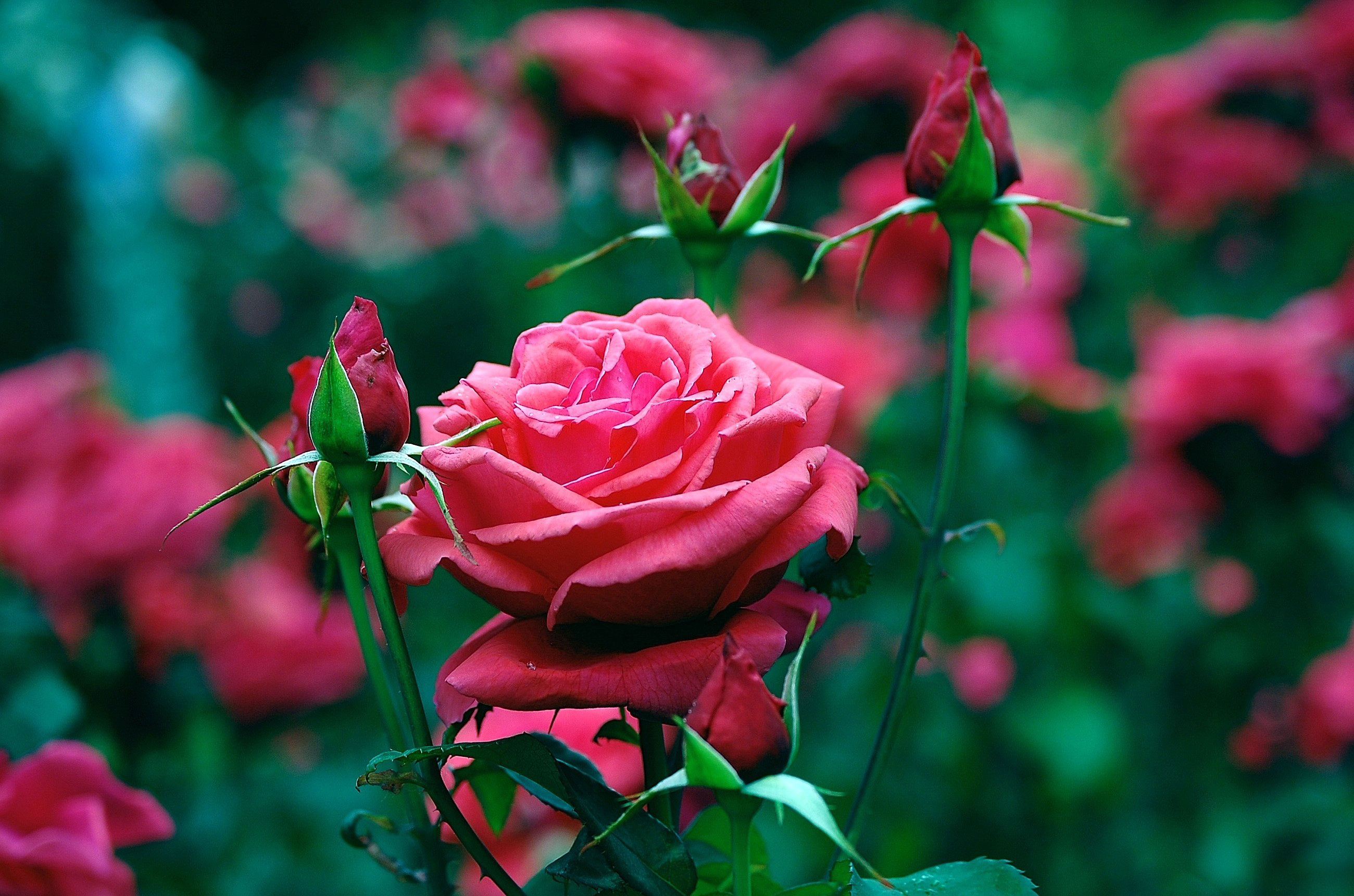 Descarga gratis la imagen Roses, Flores, Plantas en el escritorio de tu PC