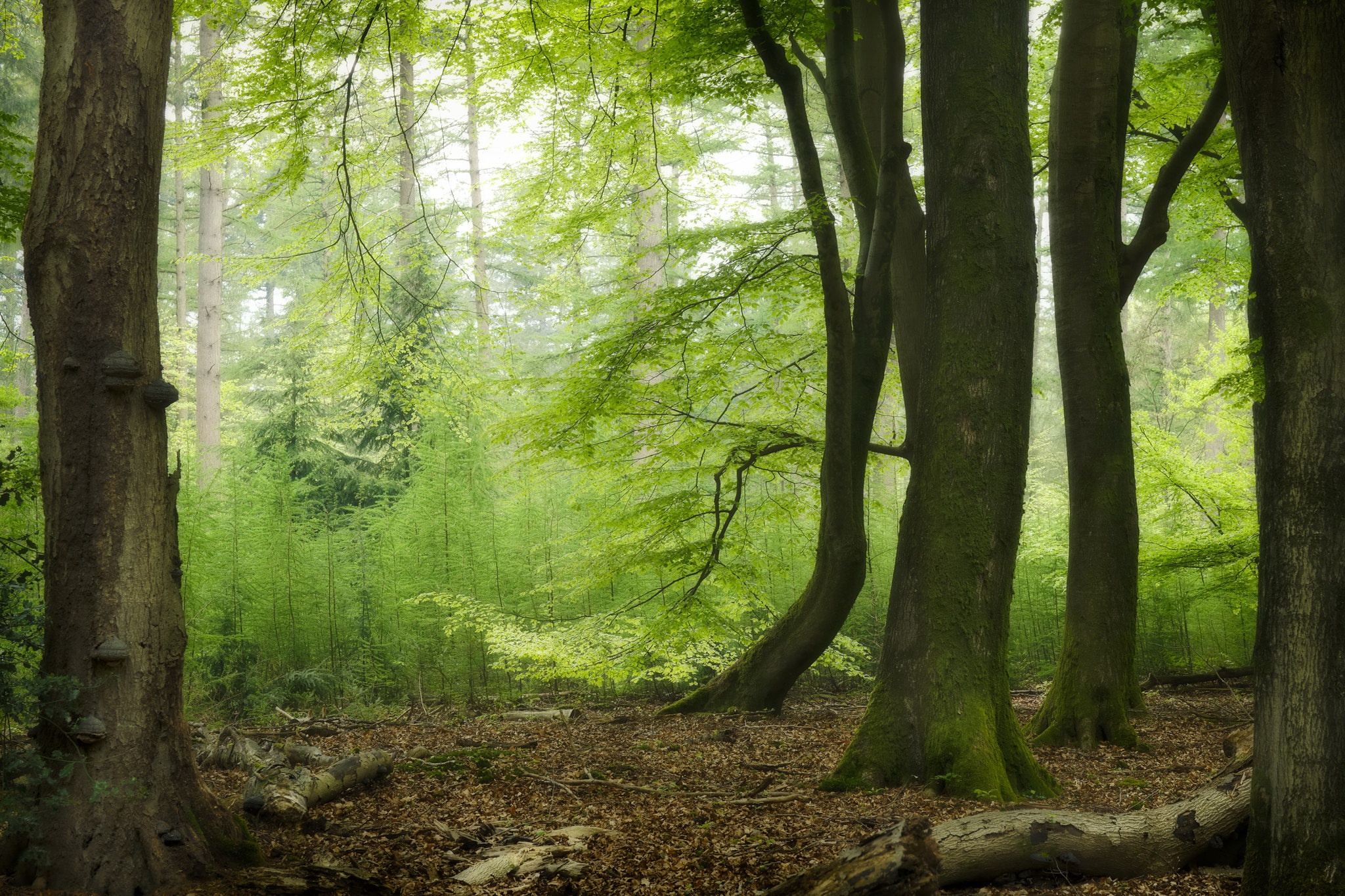Téléchargez des papiers peints mobile Forêt, Verdure, Terre/nature gratuitement.