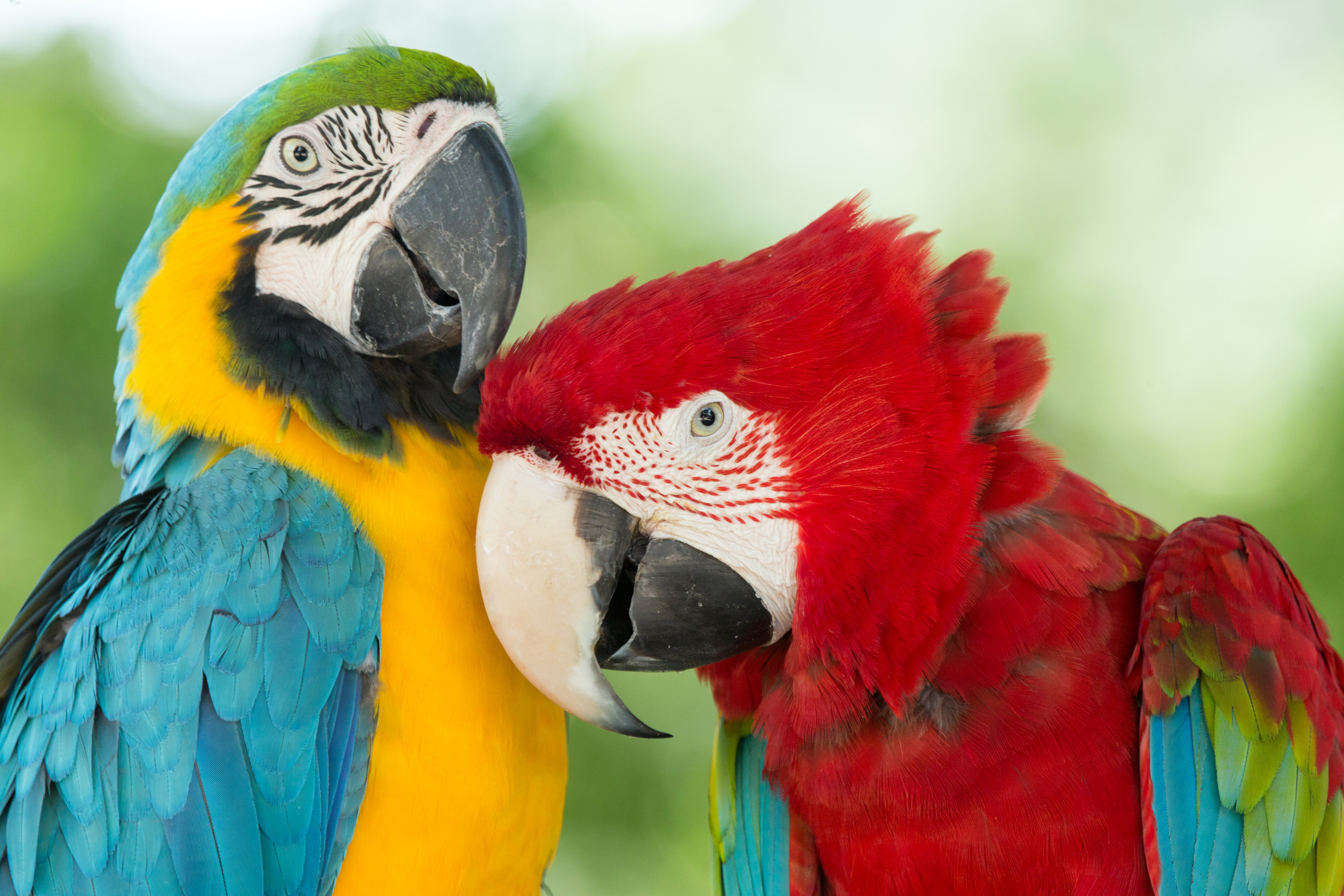 357153壁紙のダウンロード動物, コンゴウインコ, 青と黄色のコンゴウインコ, 赤と緑のコンゴウインコ, 鳥-スクリーンセーバーと写真を無料で