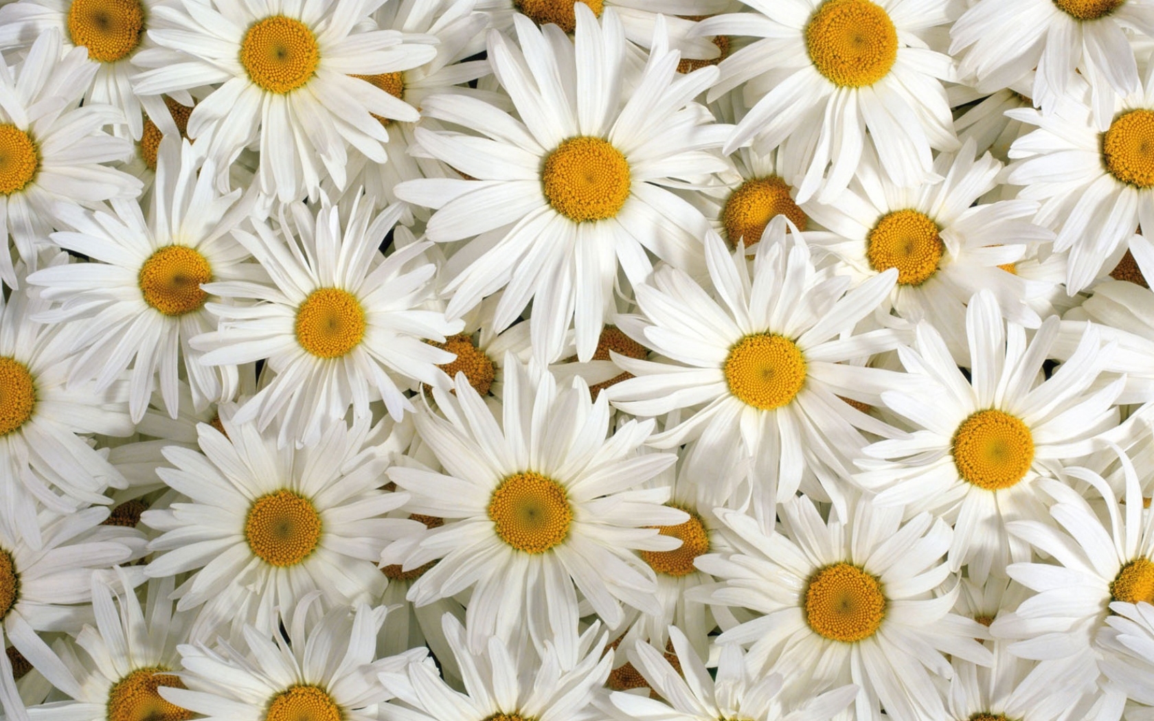 Baixe gratuitamente a imagem Flores, Camomila, Plantas na área de trabalho do seu PC