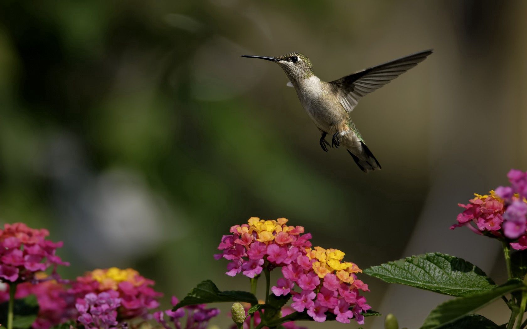 157179 скачать картинку колибри, животные, цветы, птица, зелень, солнечно - обои и заставки бесплатно