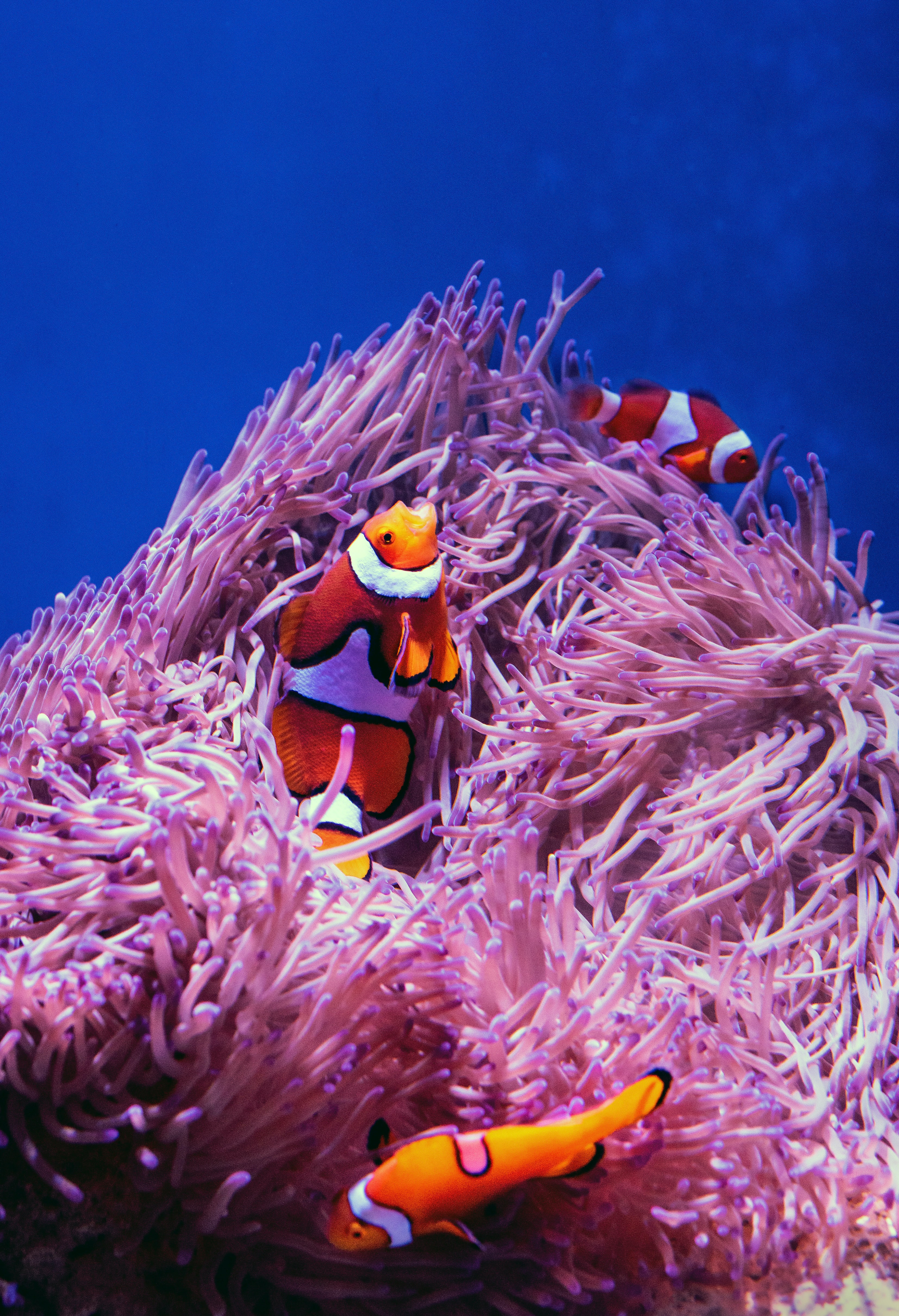70687 Hintergrundbild herunterladen fisch, tiere, koralle, clownfische, ein fisch, fischclown, riff, reef - Bildschirmschoner und Bilder kostenlos