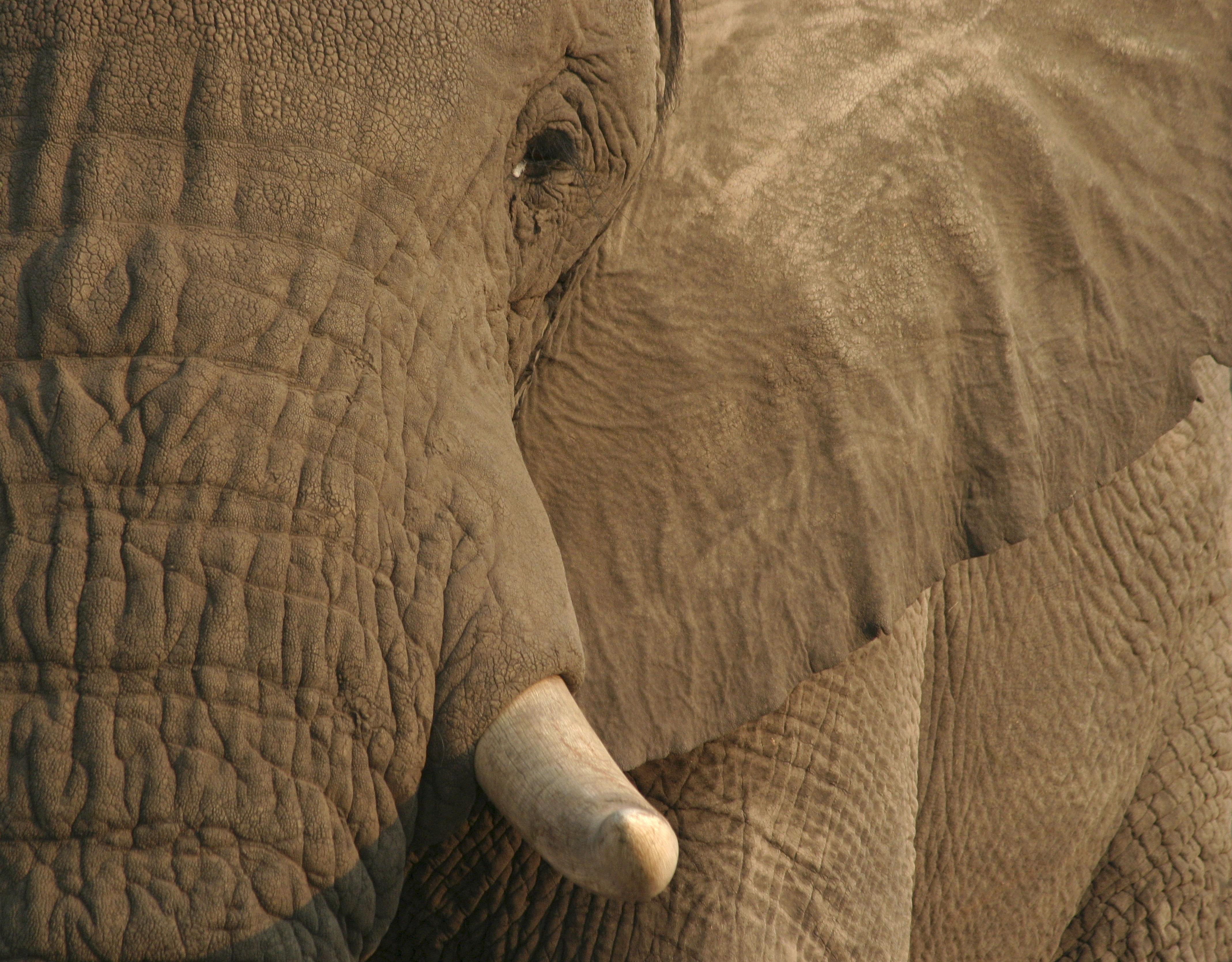1522525 télécharger le fond d'écran animaux, éléphant de savane d'afrique, oeil, défense, éléphants - économiseurs d'écran et images gratuitement
