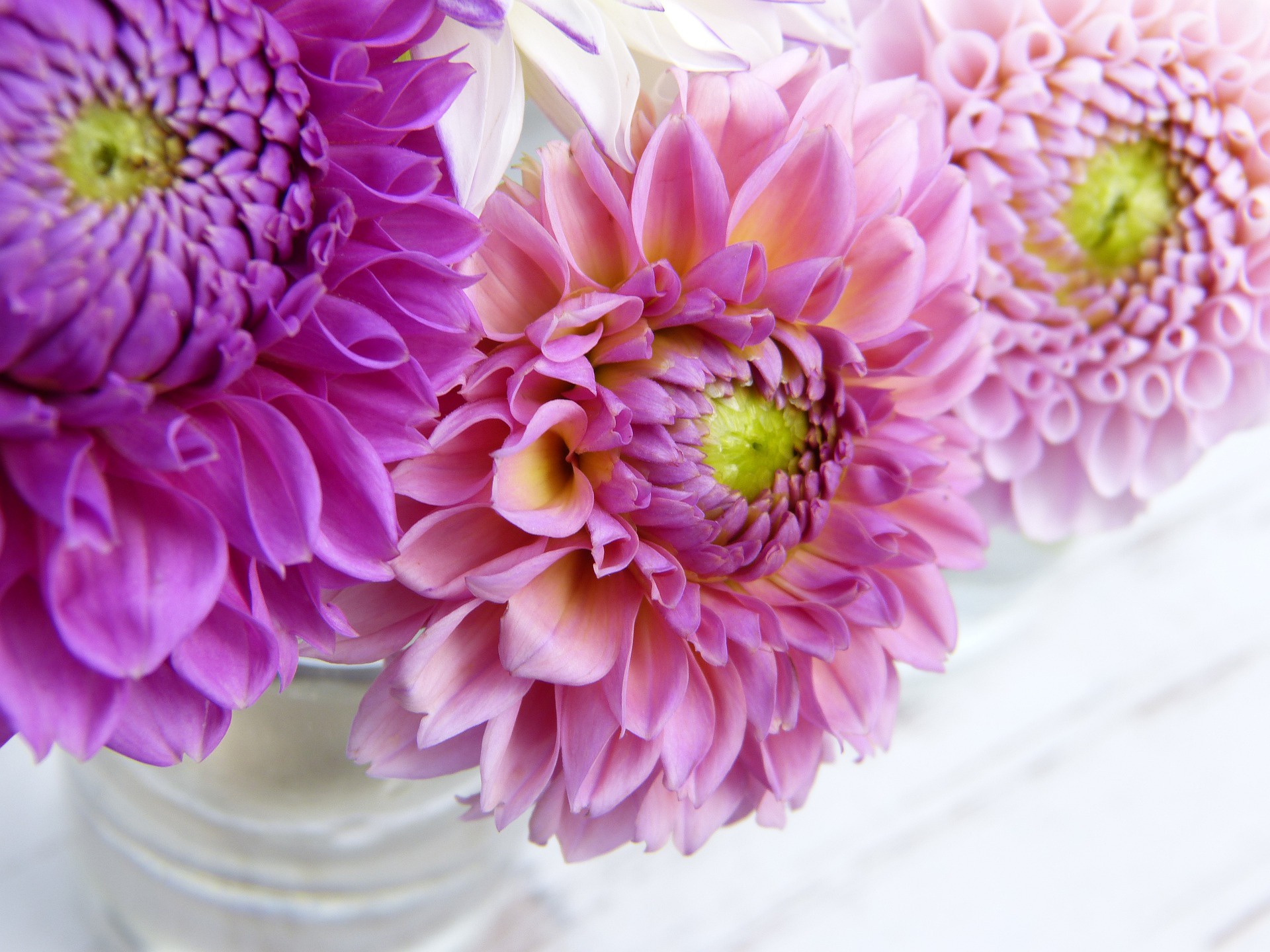 Free download wallpaper Flowers, Earth, Dahlia on your PC desktop