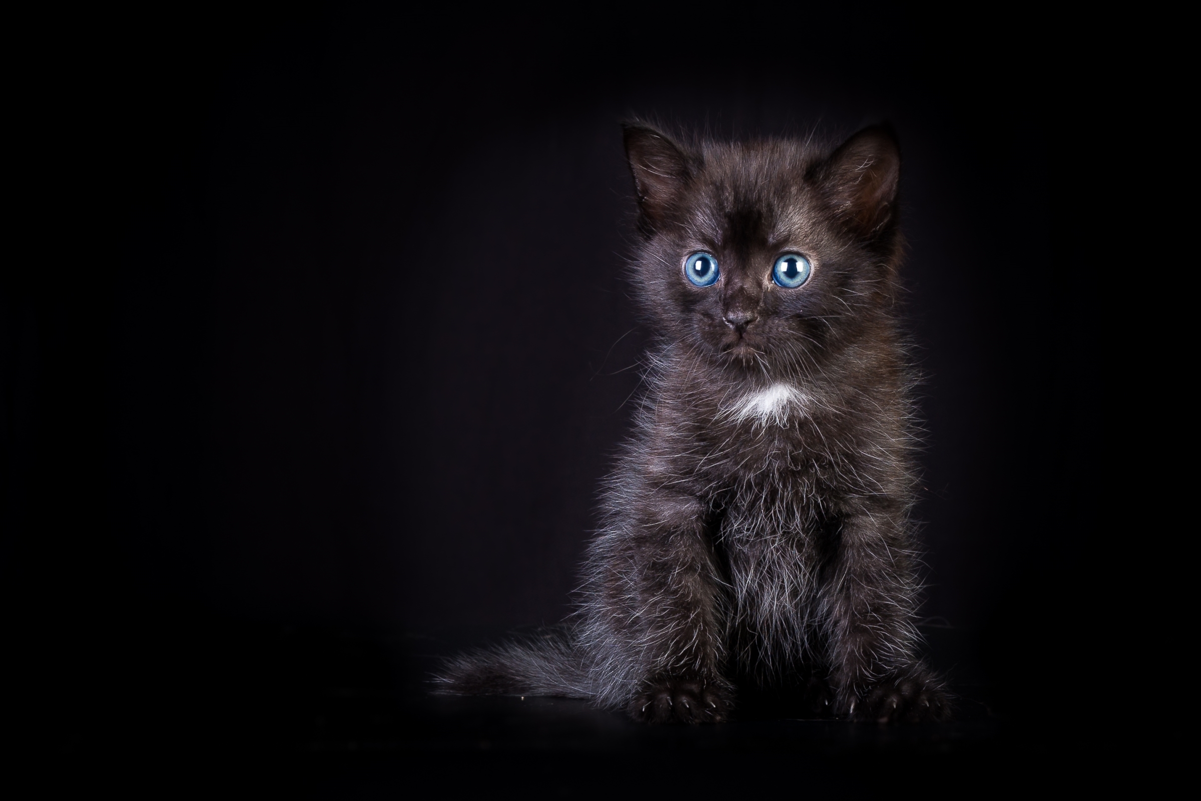 Download mobile wallpaper Cats, Cat, Kitten, Animal, Cute, Blue Eyes for free.