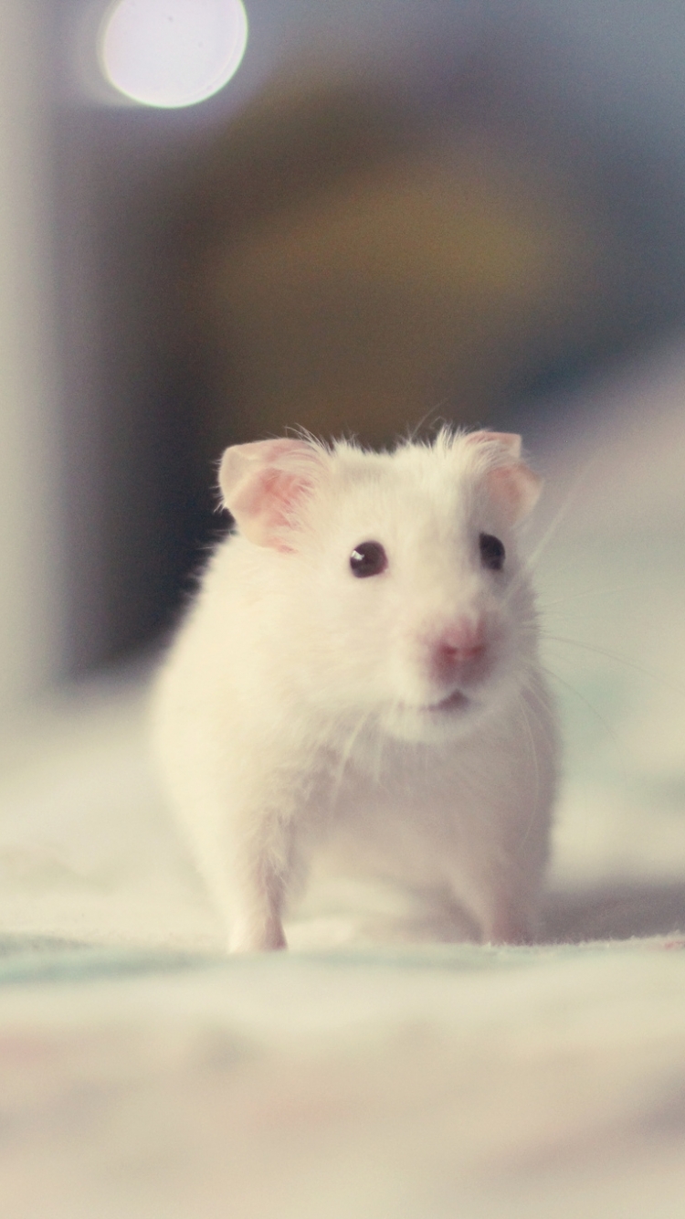 Téléchargez des papiers peints mobile Animaux, Hamster gratuitement.