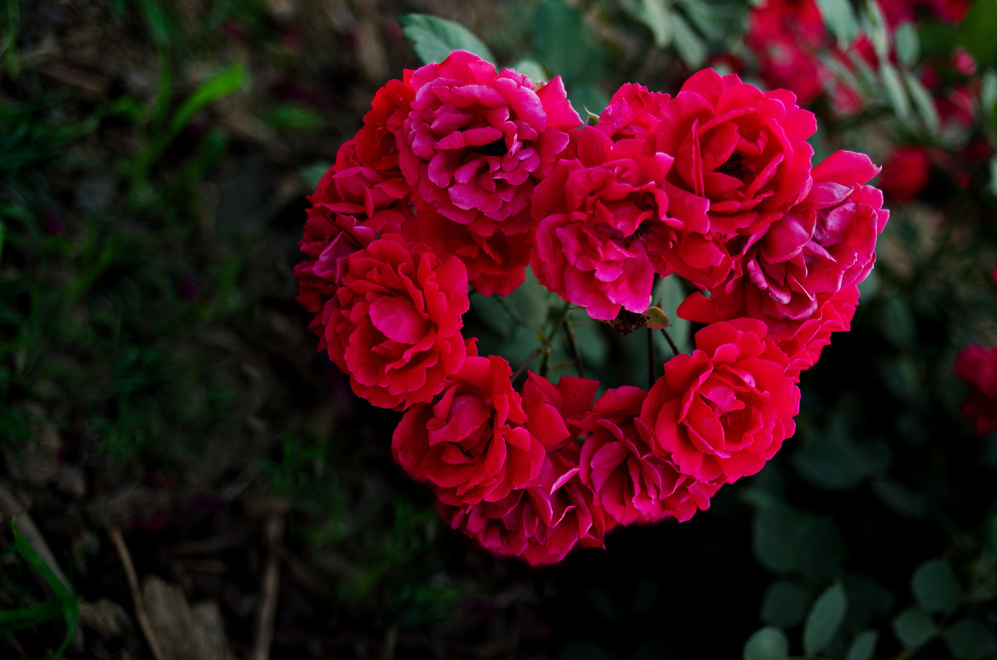 Baixe gratuitamente a imagem Flores, Rosas, Galhos, Ramos, Um Coração, Amor, Coração na área de trabalho do seu PC