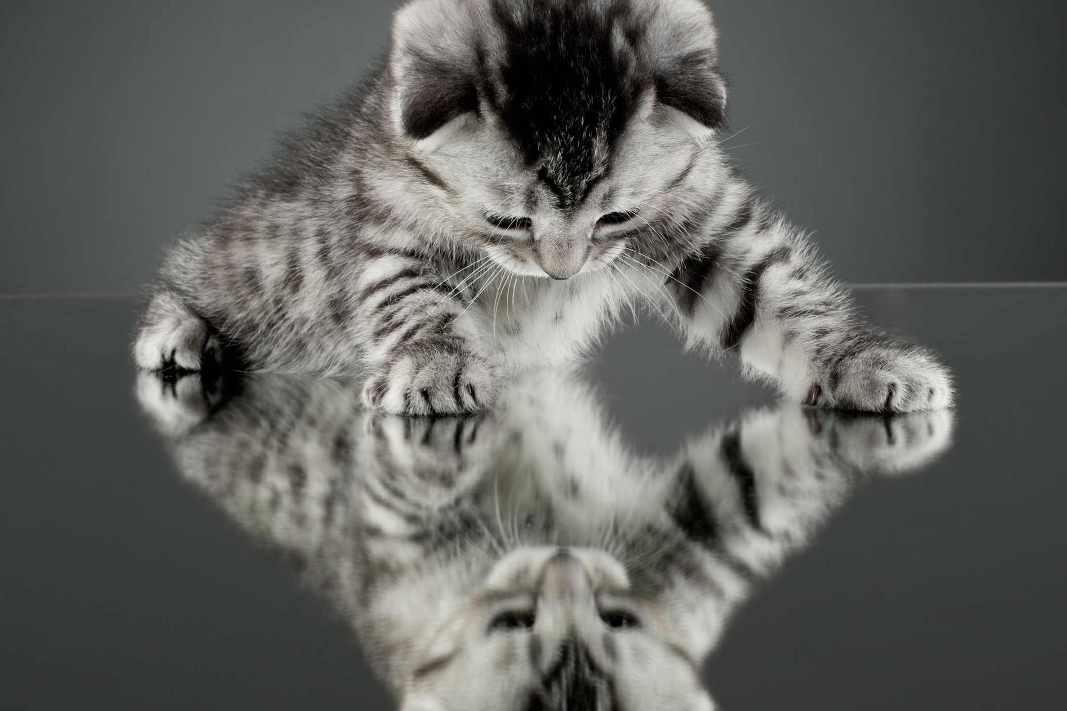 Laden Sie das Tiere, Katzen, Katze, Kätzchen, Süß, Spiegelung, Betrachtung-Bild kostenlos auf Ihren PC-Desktop herunter