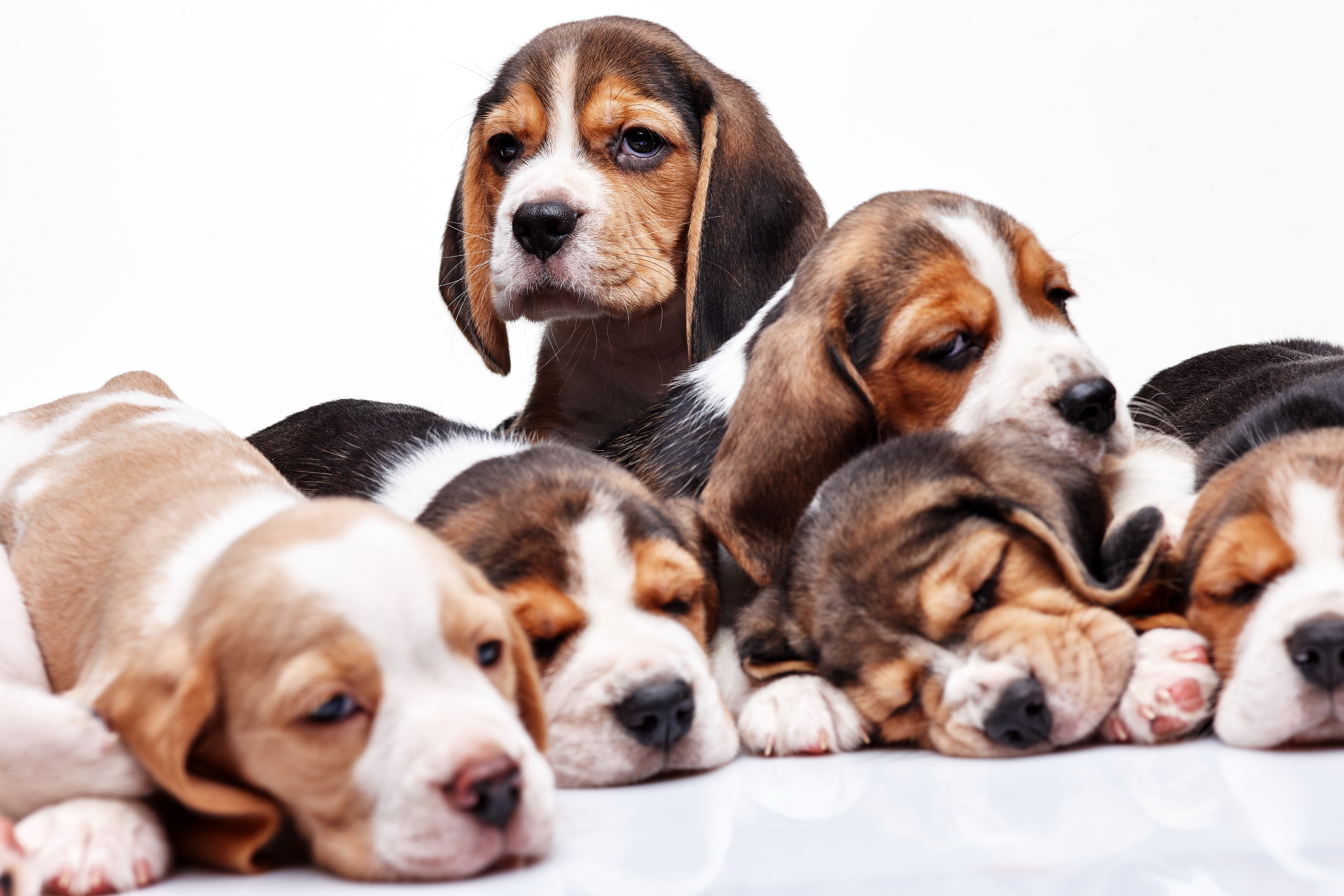 Free download wallpaper Beagle, Dogs, Animal on your PC desktop