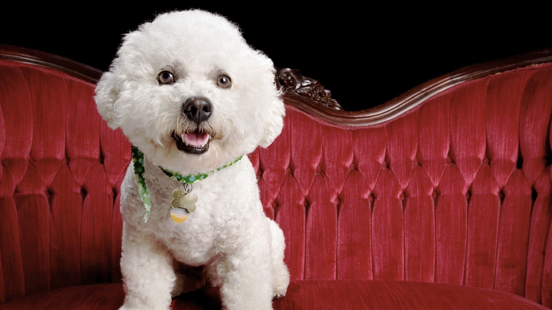 Laden Sie das Hündchen, Sofa, Tiere, Flauschige, Hund, Welpen-Bild kostenlos auf Ihren PC-Desktop herunter
